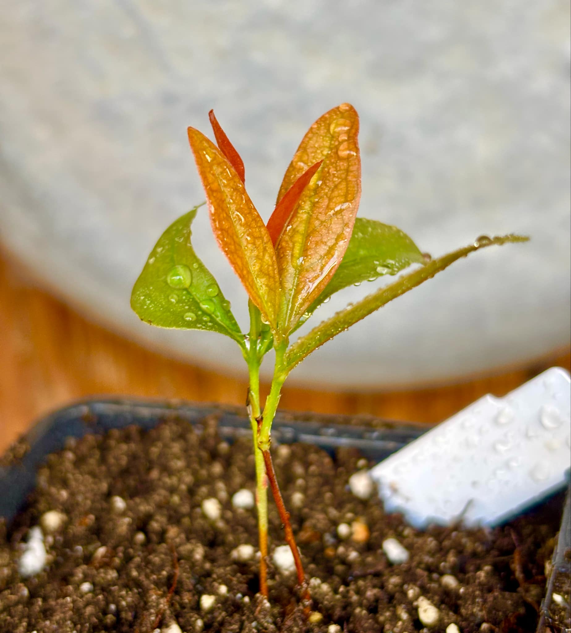 Cagaita var. "Brinco de Princesa" (Eugenia dysenterica) - 1 potted plant / 1 getopfte Pflanze