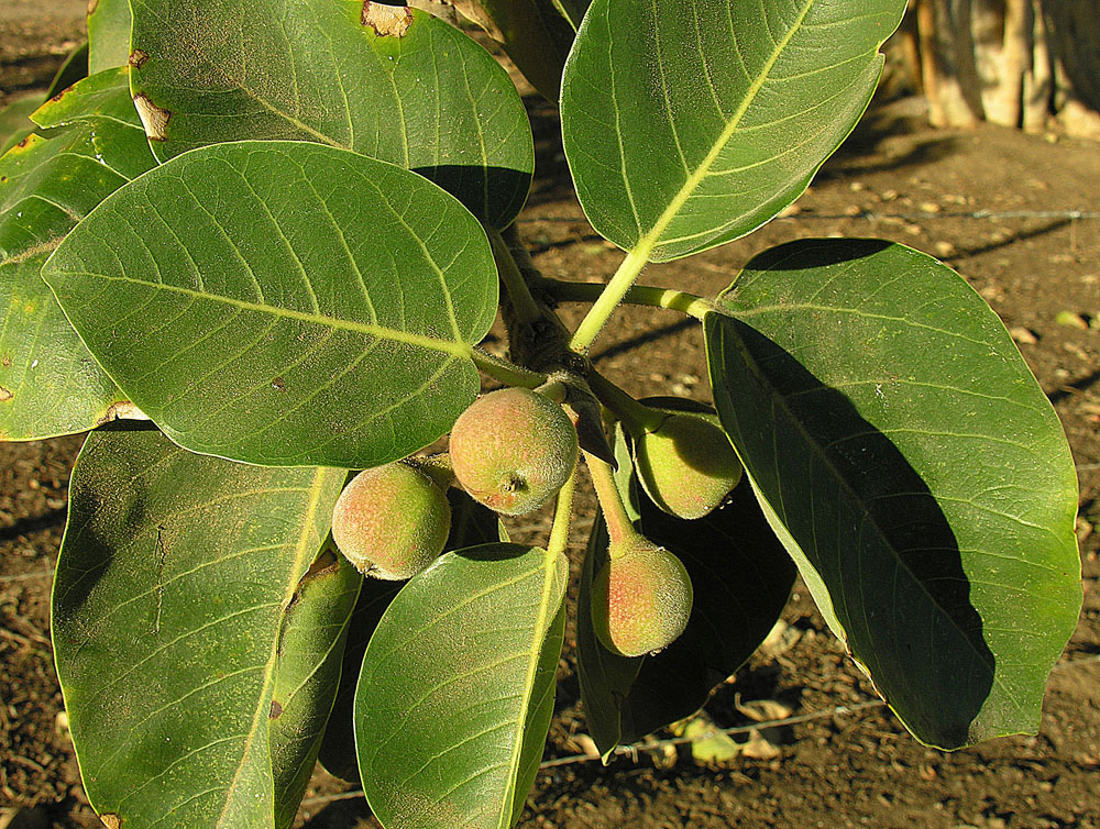 Ficus petiolaris - 10 fresh seeds / 10 frische Samen