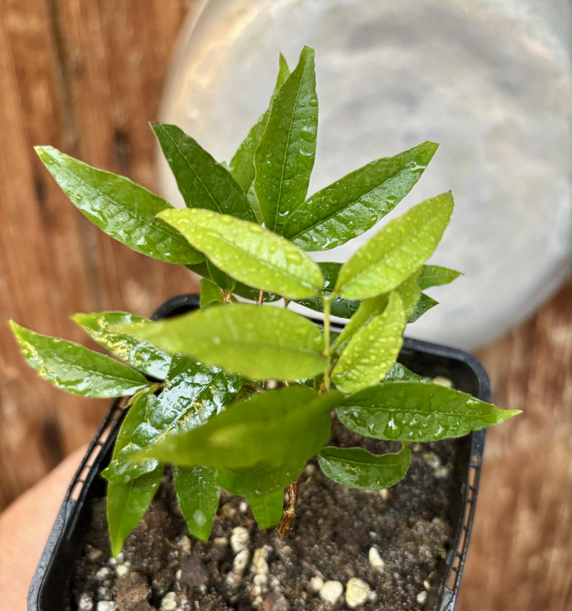 Plinia spiritosantensis var. Mucuri Velvet - 1 potted plant/ 1 getopfte Pflanze