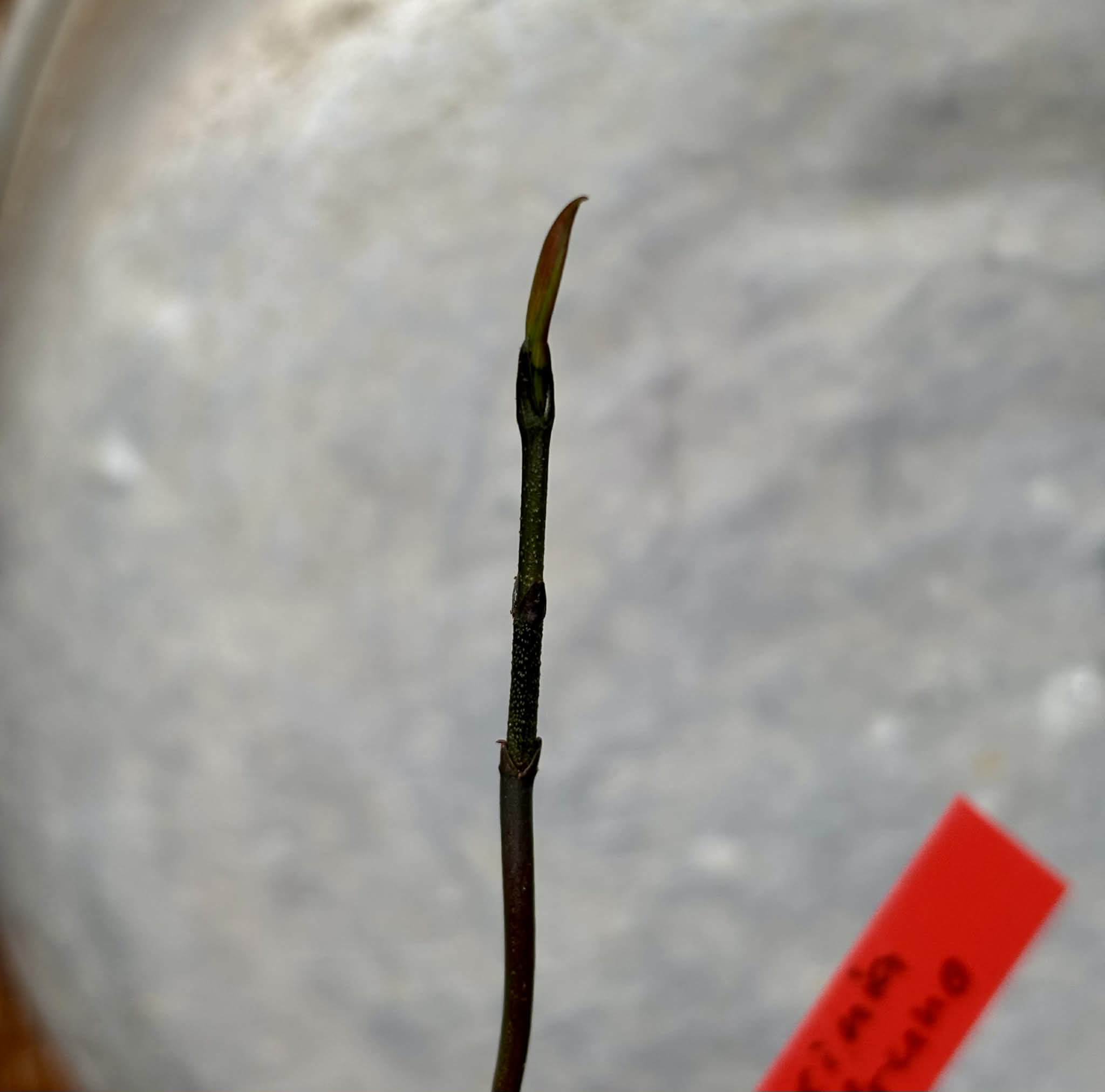 Garcinia madruno - 1 potted seedling / 1 getopfter Sämling