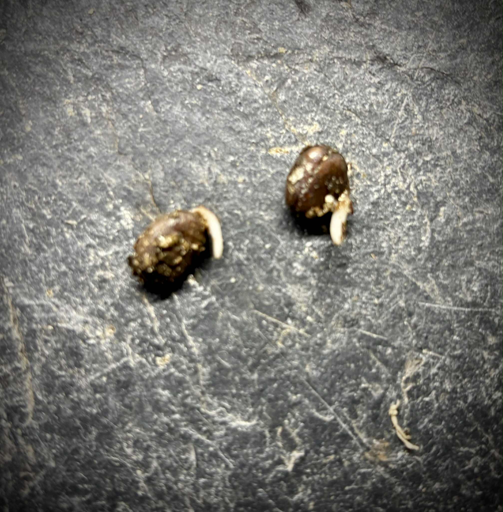 Sapranthus campechianus - 1 germinated seed / 1 gekeimter Samen