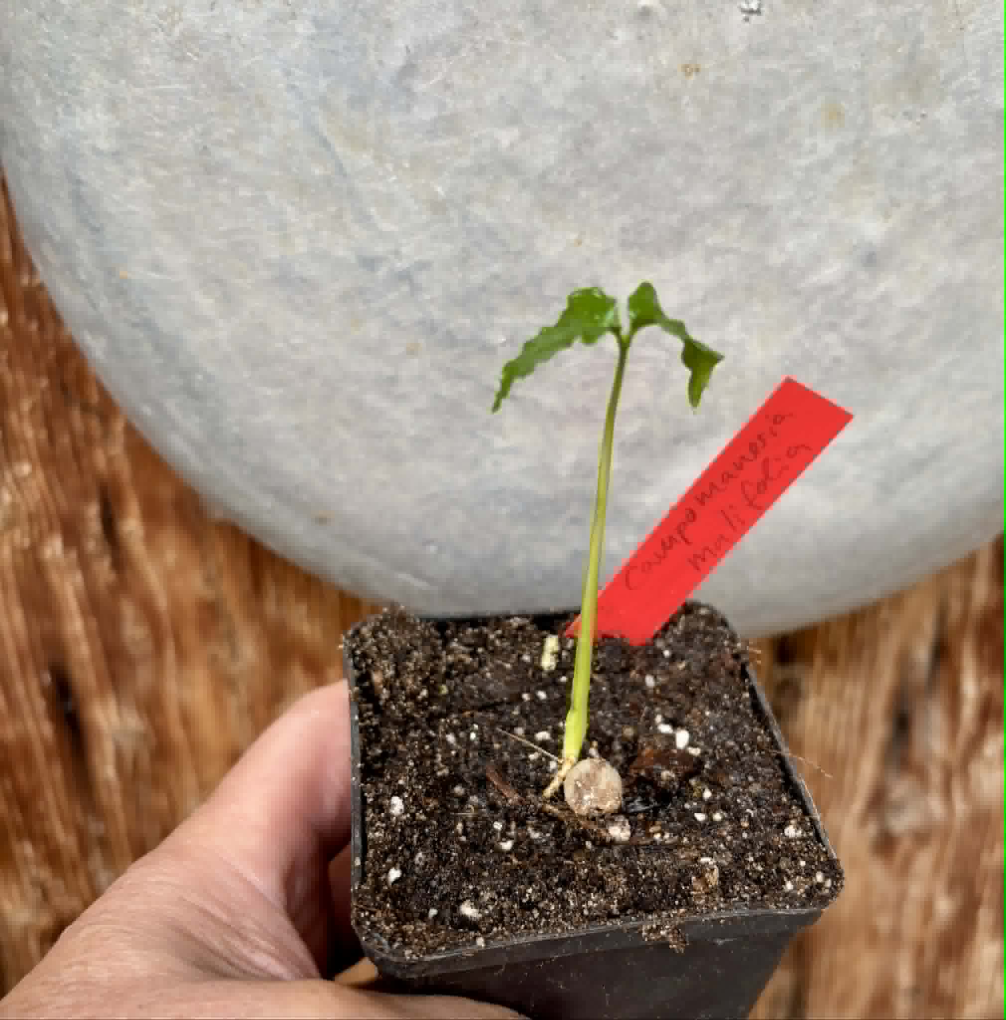 Guabiroba folha de maçã (Campomanesia malifolia) -  1 potted seedling / 1 getopfter Sämling