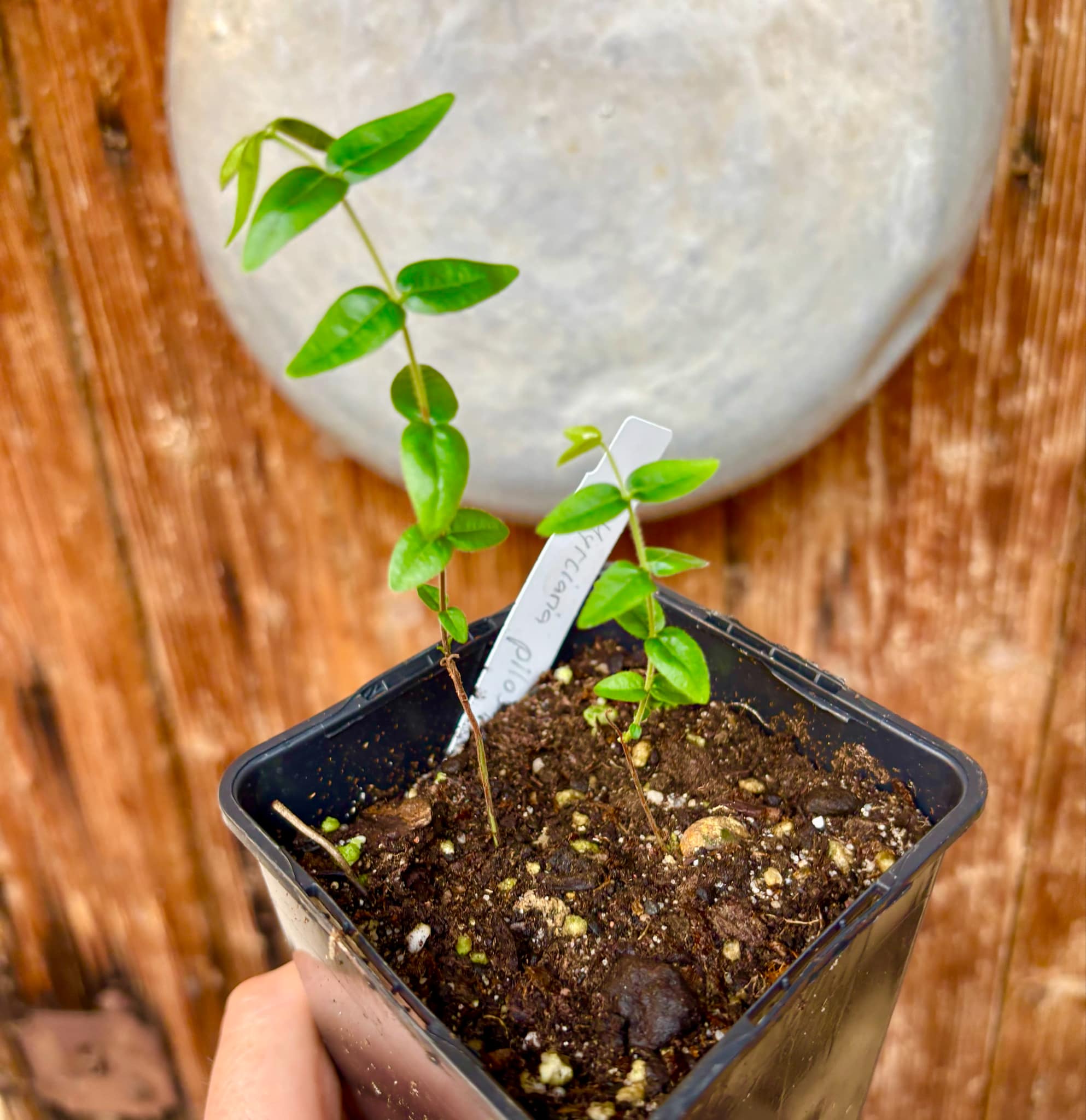 2 in one pot - Myrciaria pilosa - 2 small potted seedlings in one pot / 2 kleine, getopfte Sämlinge in einem Topf 2 in one pot - Myrciaria pilosa - 2 small potted seedlings in one pot / 2 kleine, getopfte Sämlinge in einem Topf
