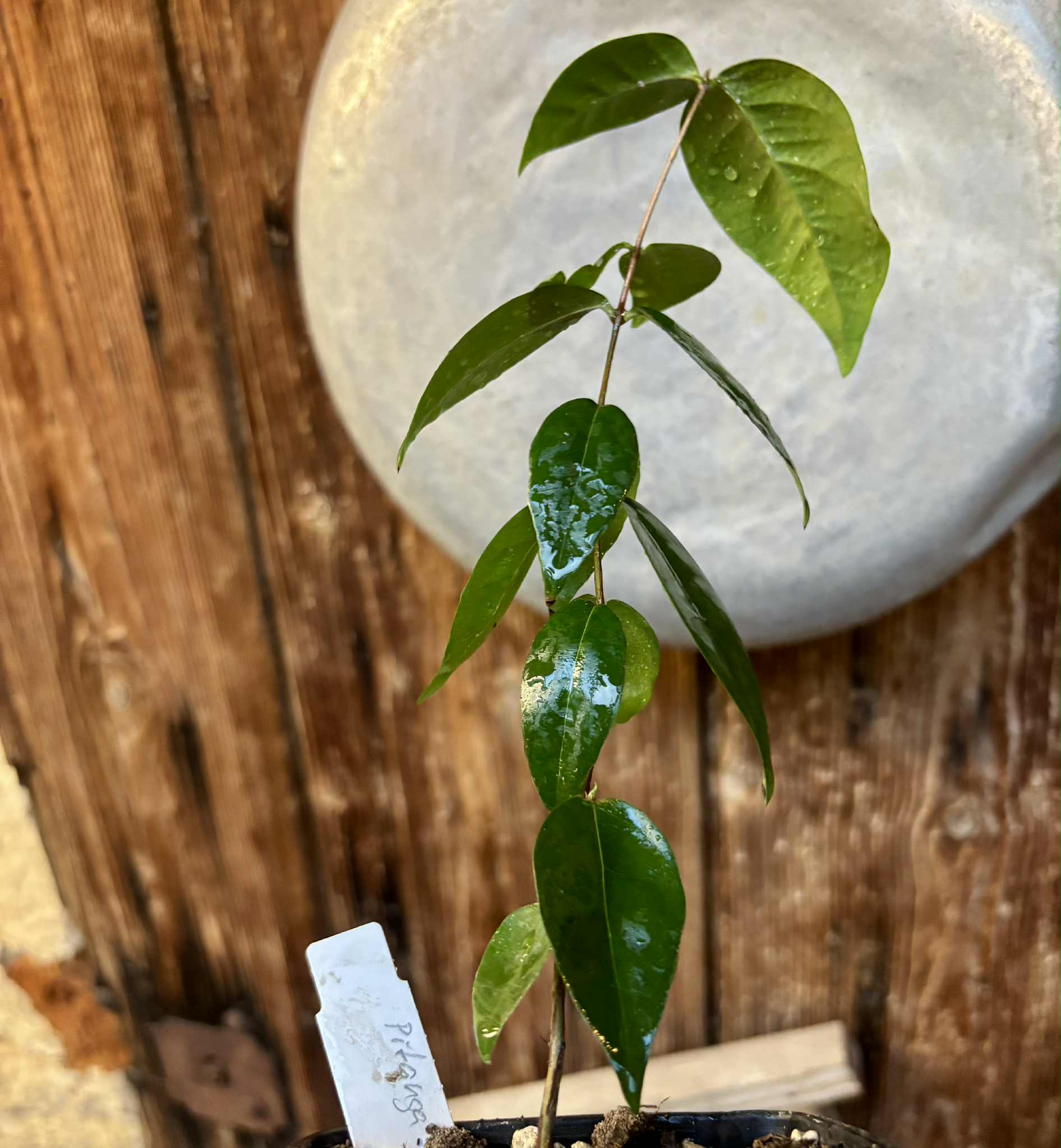 Eugenia uniflora var. red  - cultivated variety / 1 potted plant / 1 getopfte Pflanze