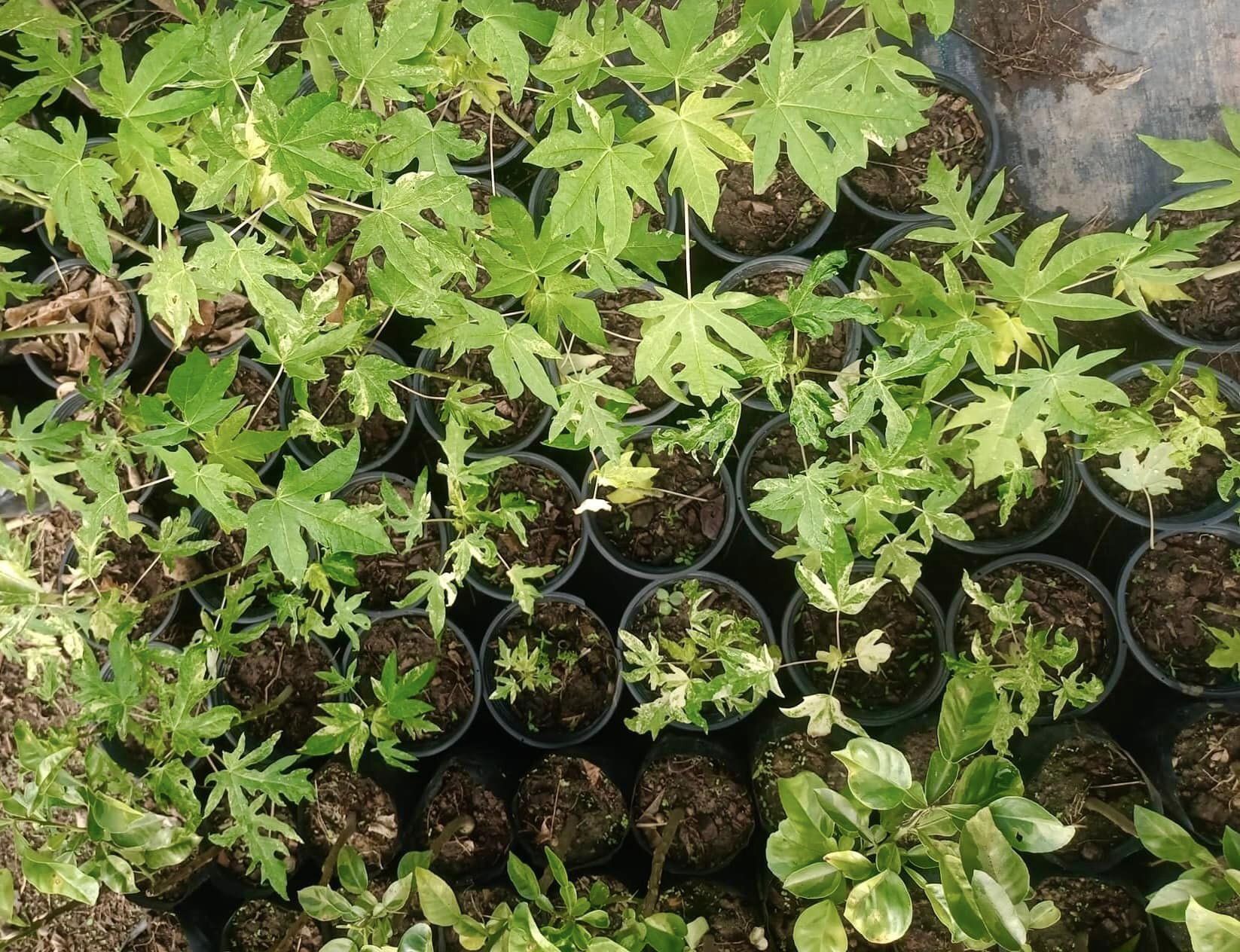 Variegated Papaya (Carica papaya) - 1 fresh seed / 1 frischer Samen