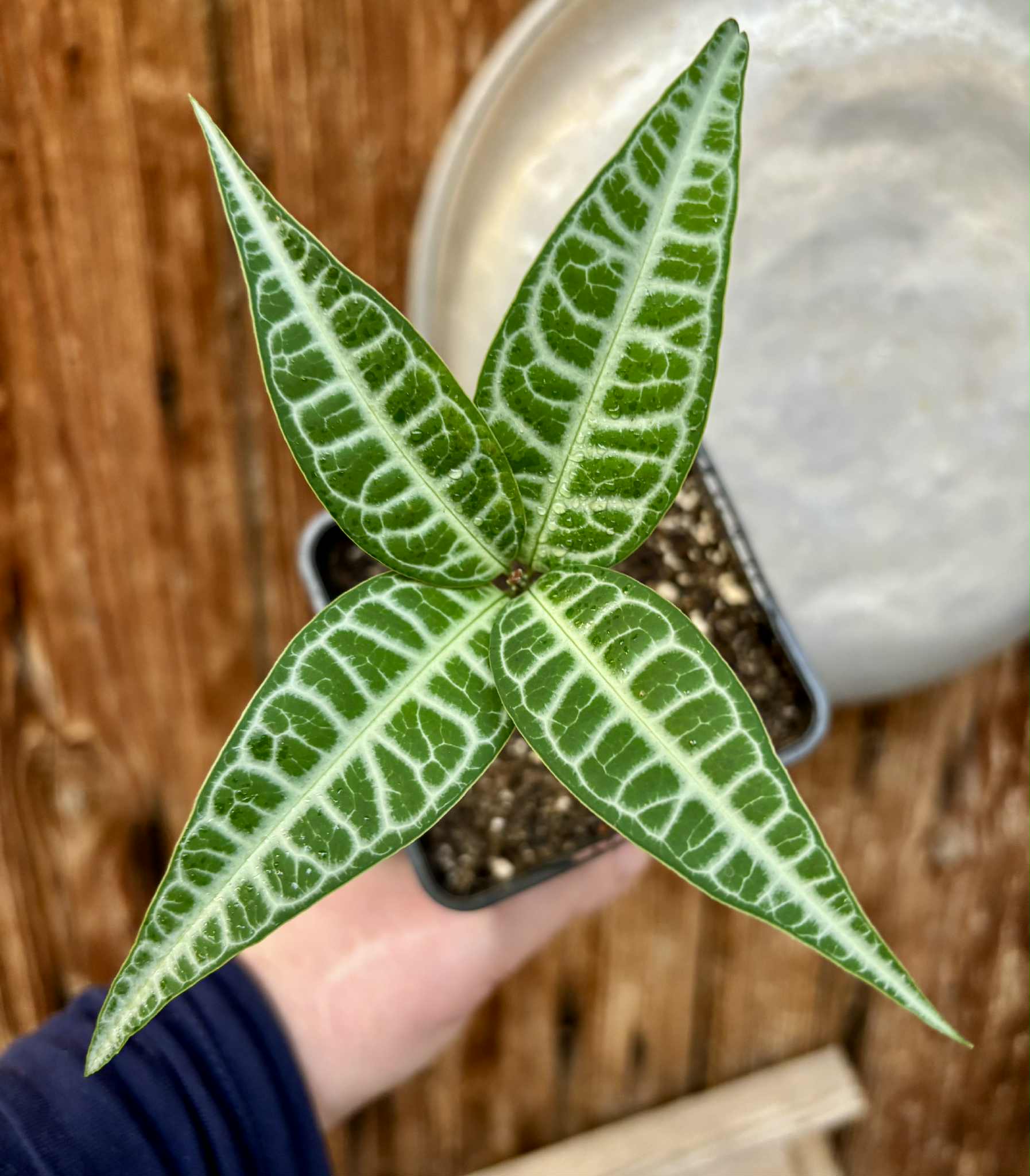 Eugenia sp Labisia -  1 potted seedling / 1 getopfter Sämling