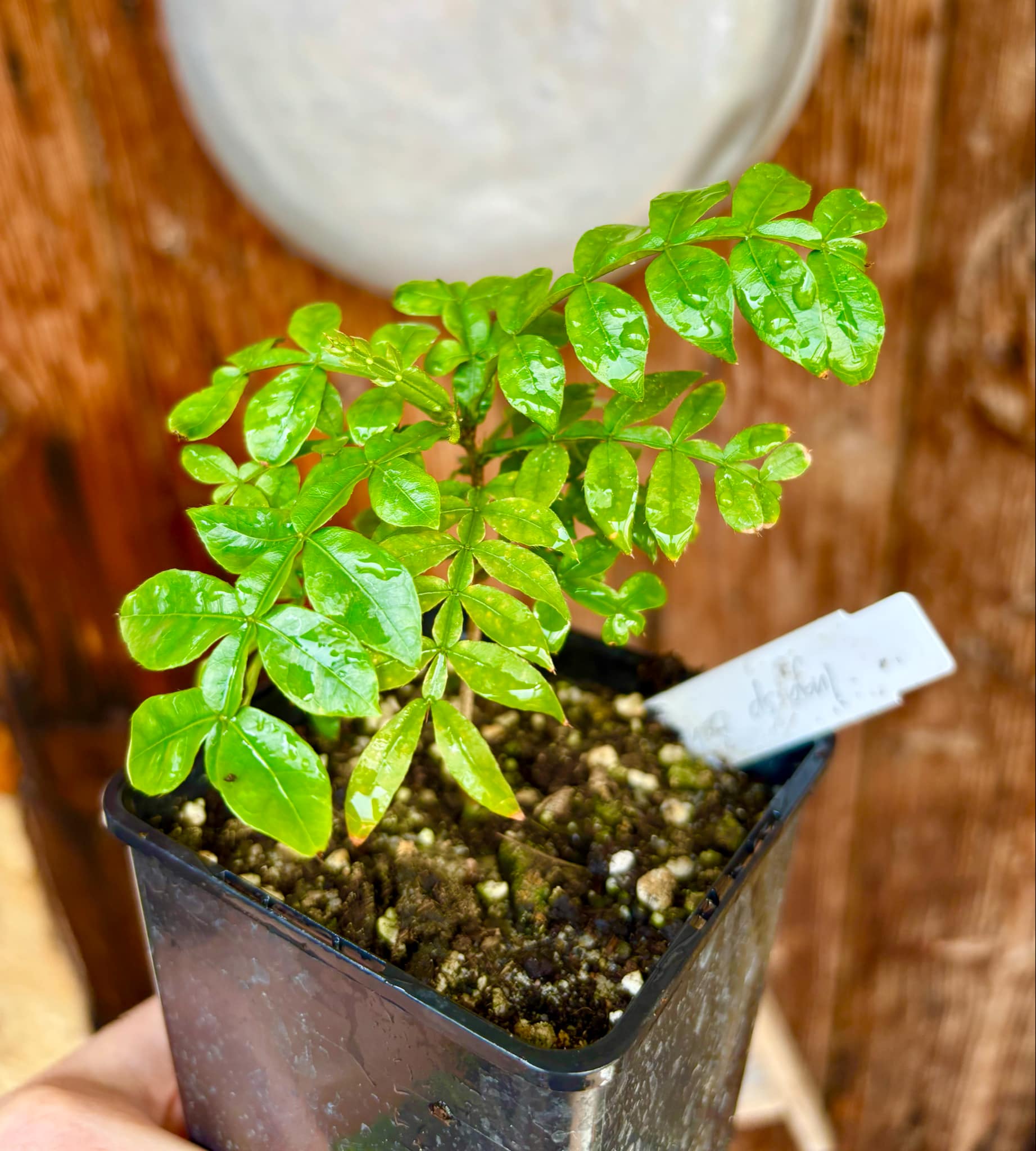 Inga sp Bahia -  1 potted plant / 1 getopfte Pflanze