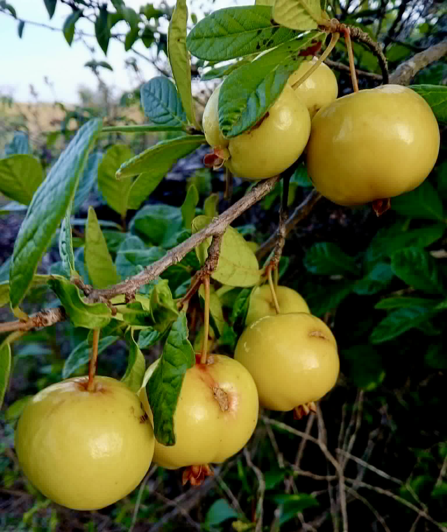 Pre Order - Eugenia duarteana - 1 fresh seed / 1 frischer Samen