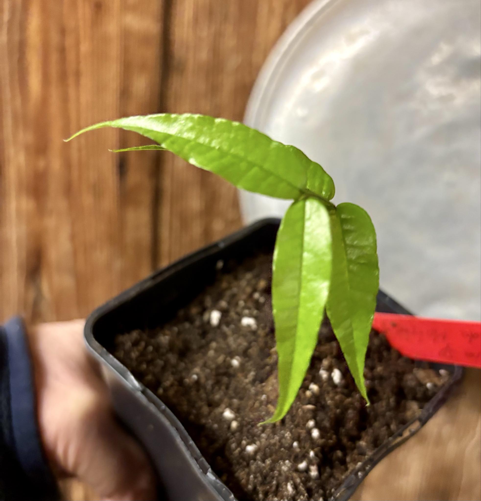 Plinia sp. Rajada Matriz 1 - 1 potted seedling / 1 getopfter Sämling