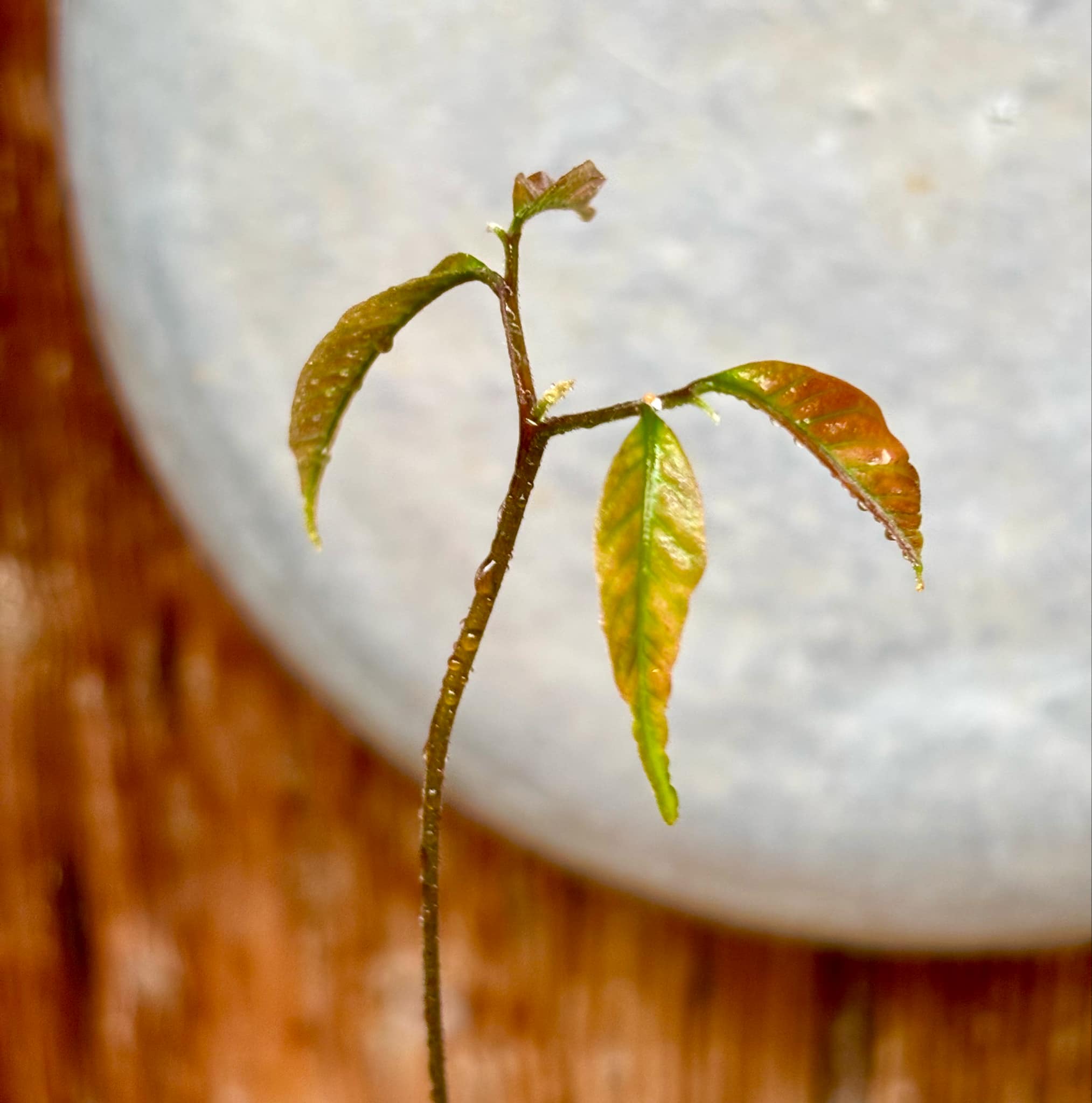 Nephelium lappaceum - Rambutan - 1 small potted seedling / 1 kleiner, getopfter Sämling