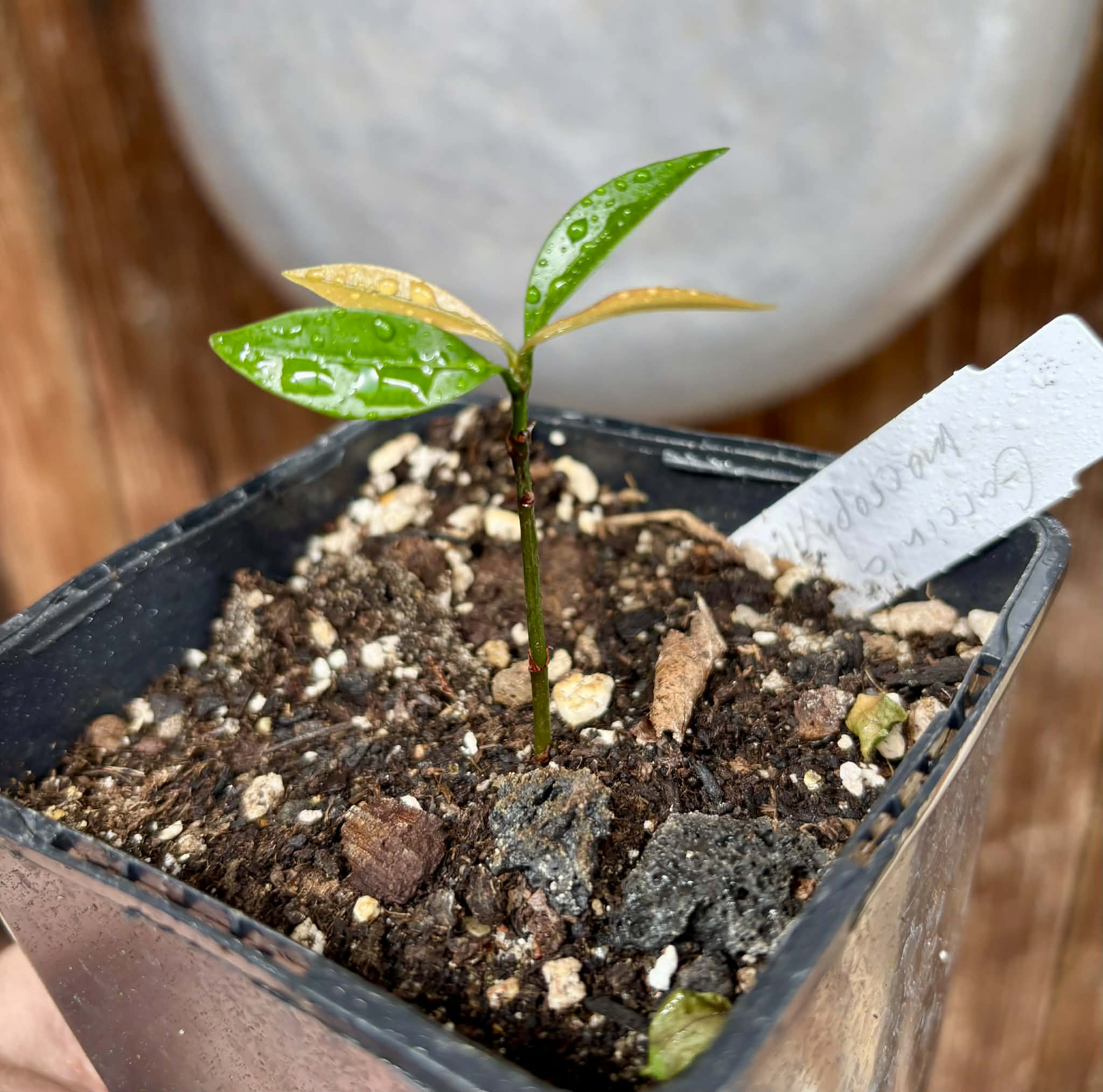 Garcinia macrophylla - 1 potted seedling / 1 getopfter Sämling