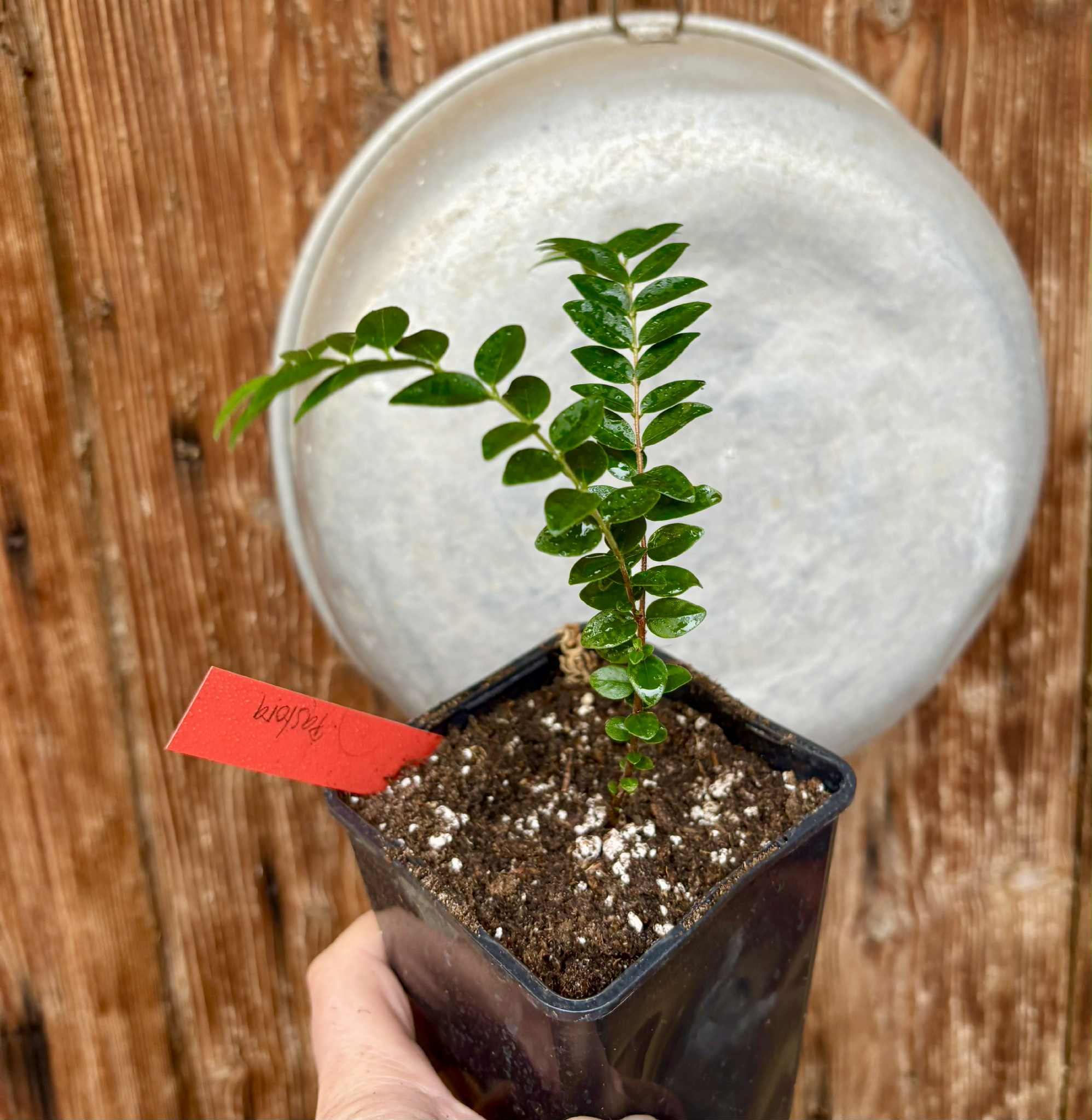 Myrciaria sp Pastora Nr. A - 1 potted seedling / 1 getopfter Sämling