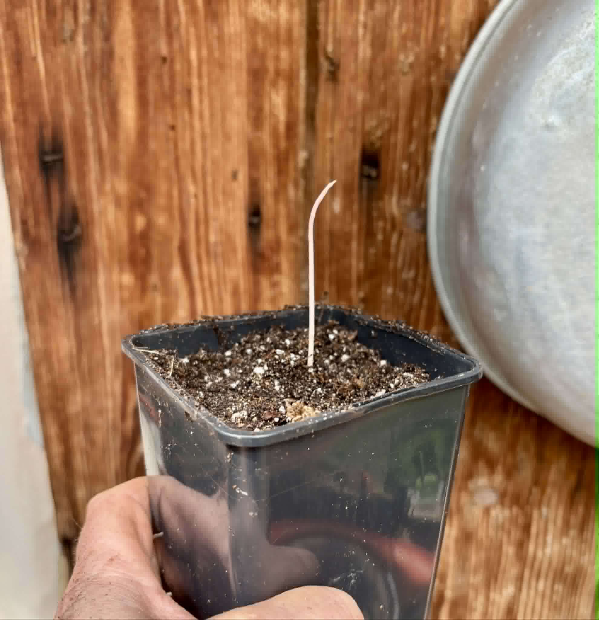 Syzygium grande - 1 potted seedling / 1 getopfter Sämling