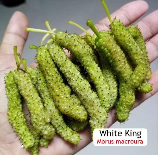 Pre Order - White King (Morus macroura var. laevigata) - 1 grafted, potted plant / 1 veredelte, getopfte Pflanze