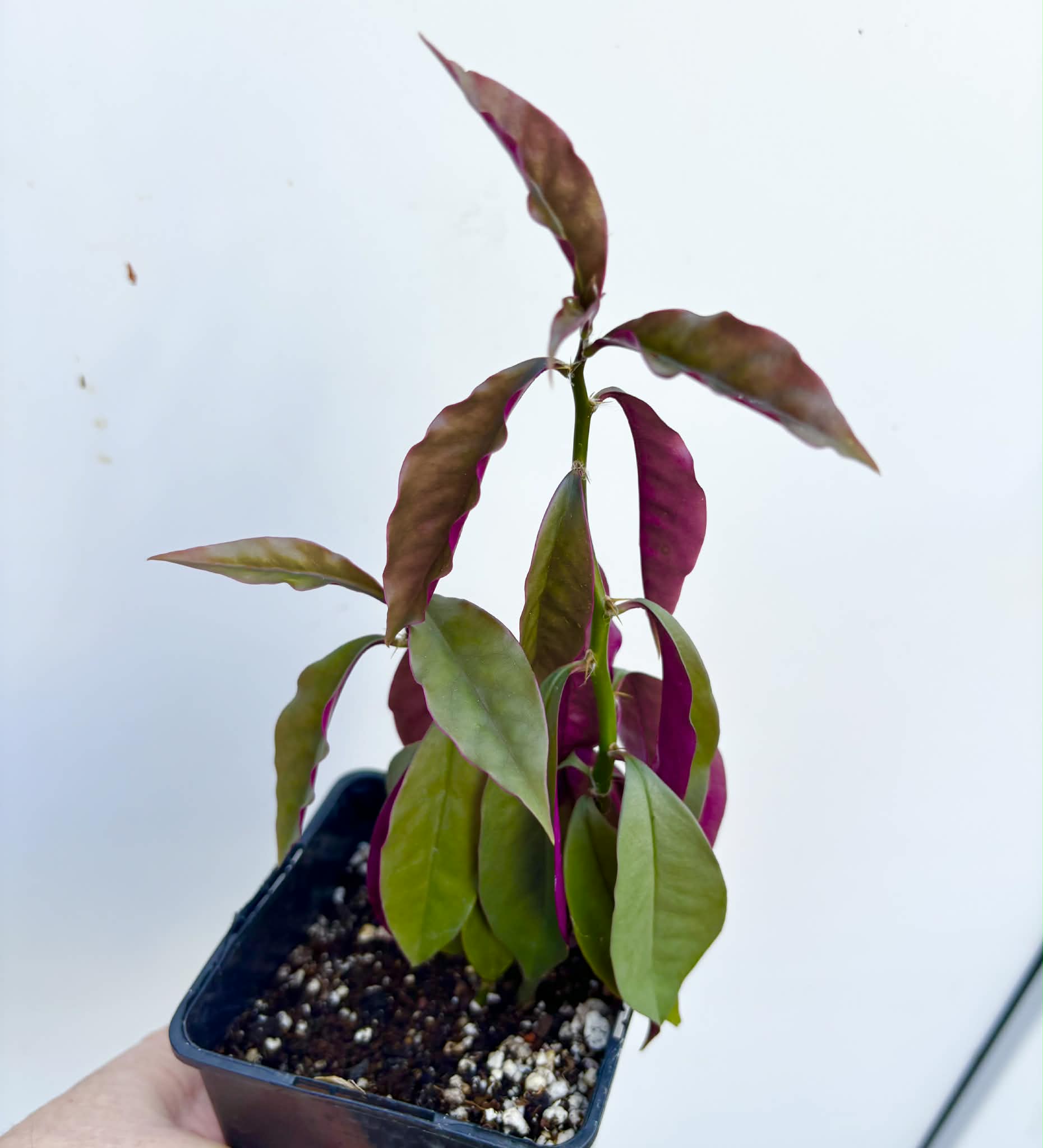 Barbados Gooseberry - Pereskia aculeata- 1 potted plant / 1 getopfte Pflanze 