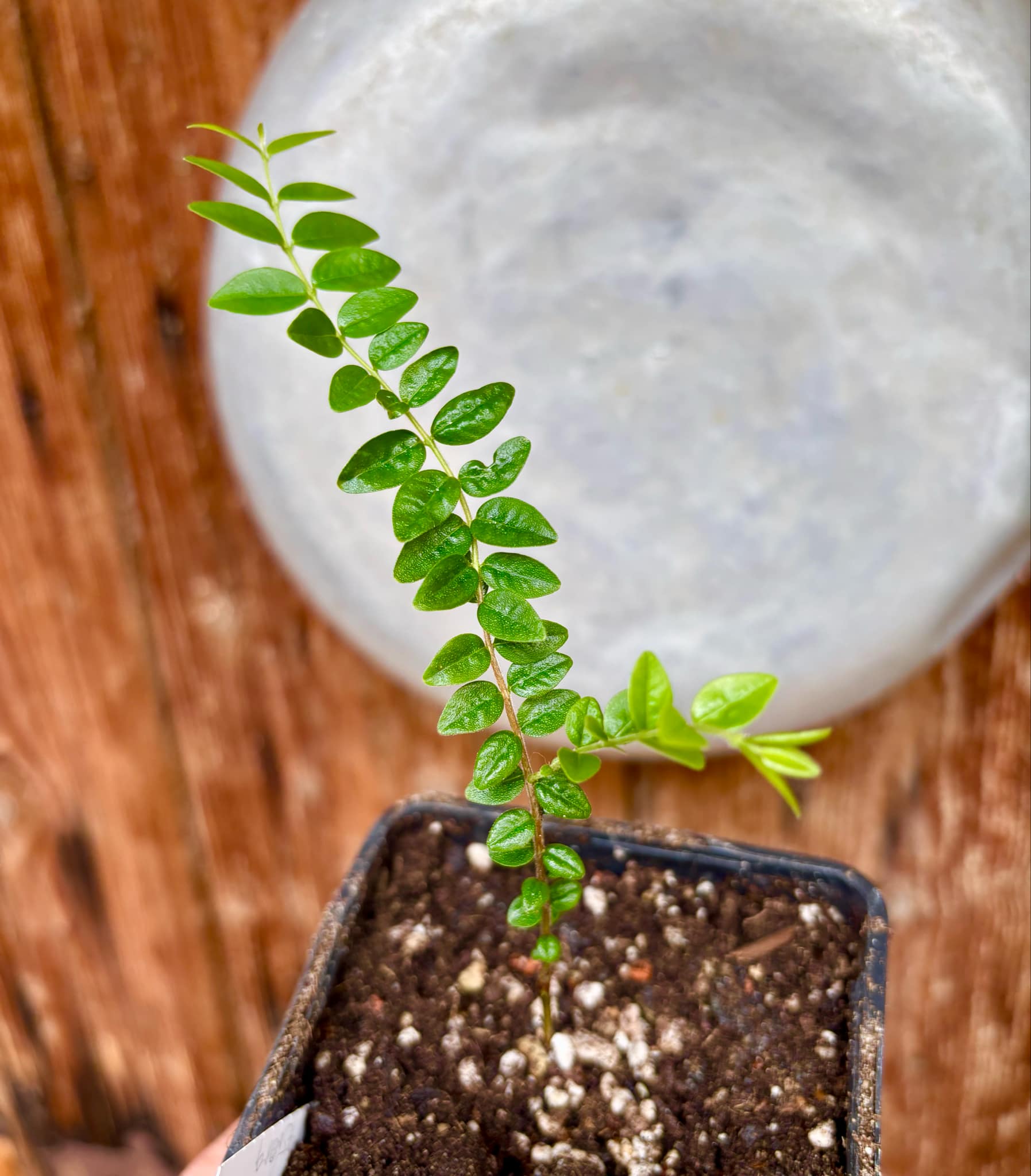 Myrciaria sp Pastora Nr. 3 - 1 potted seedling / 1 getopfter Sämling