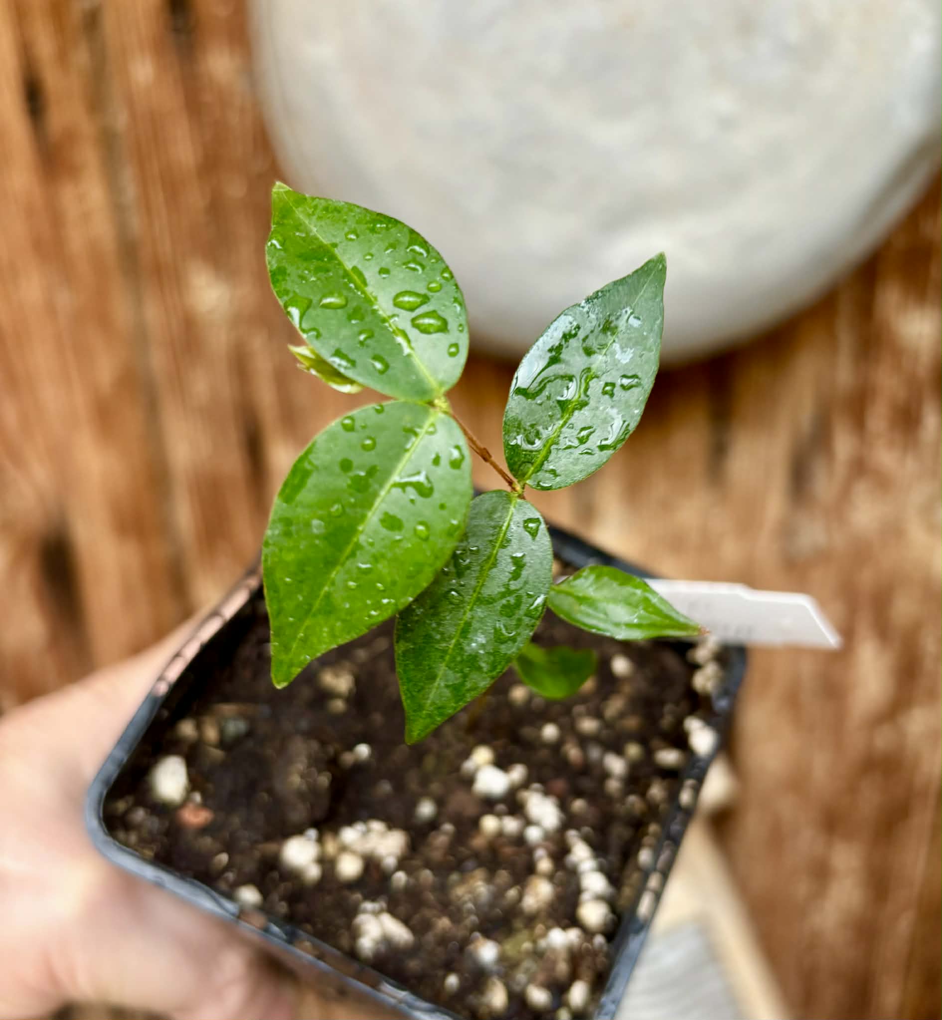 Neomitranthes obscura - 1 potted seedling/ 1 getopfter Sämling