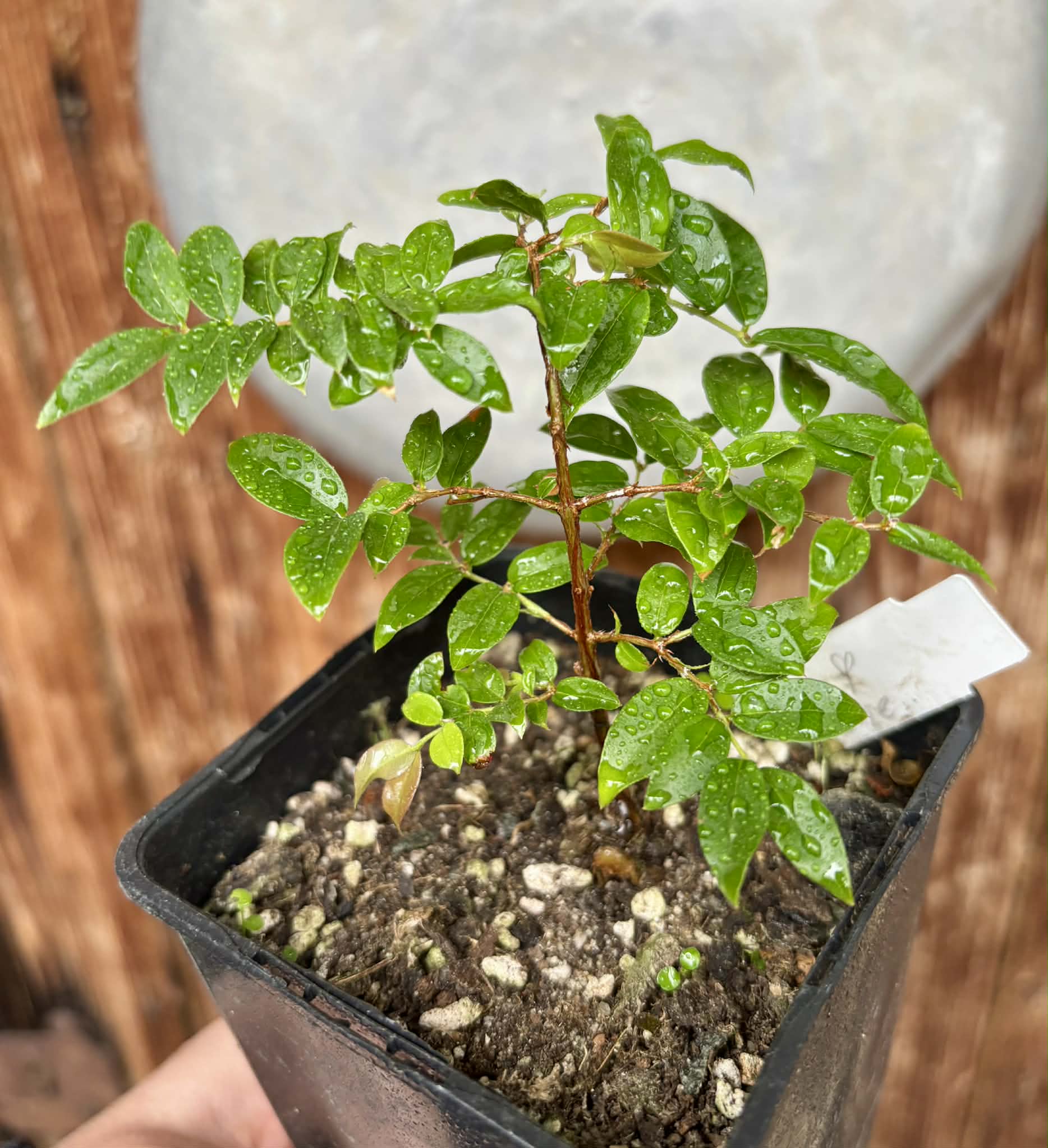 Jaboticaba - Plinia sp Esarme -  1 potted plant / 1 getopfte Pflanze