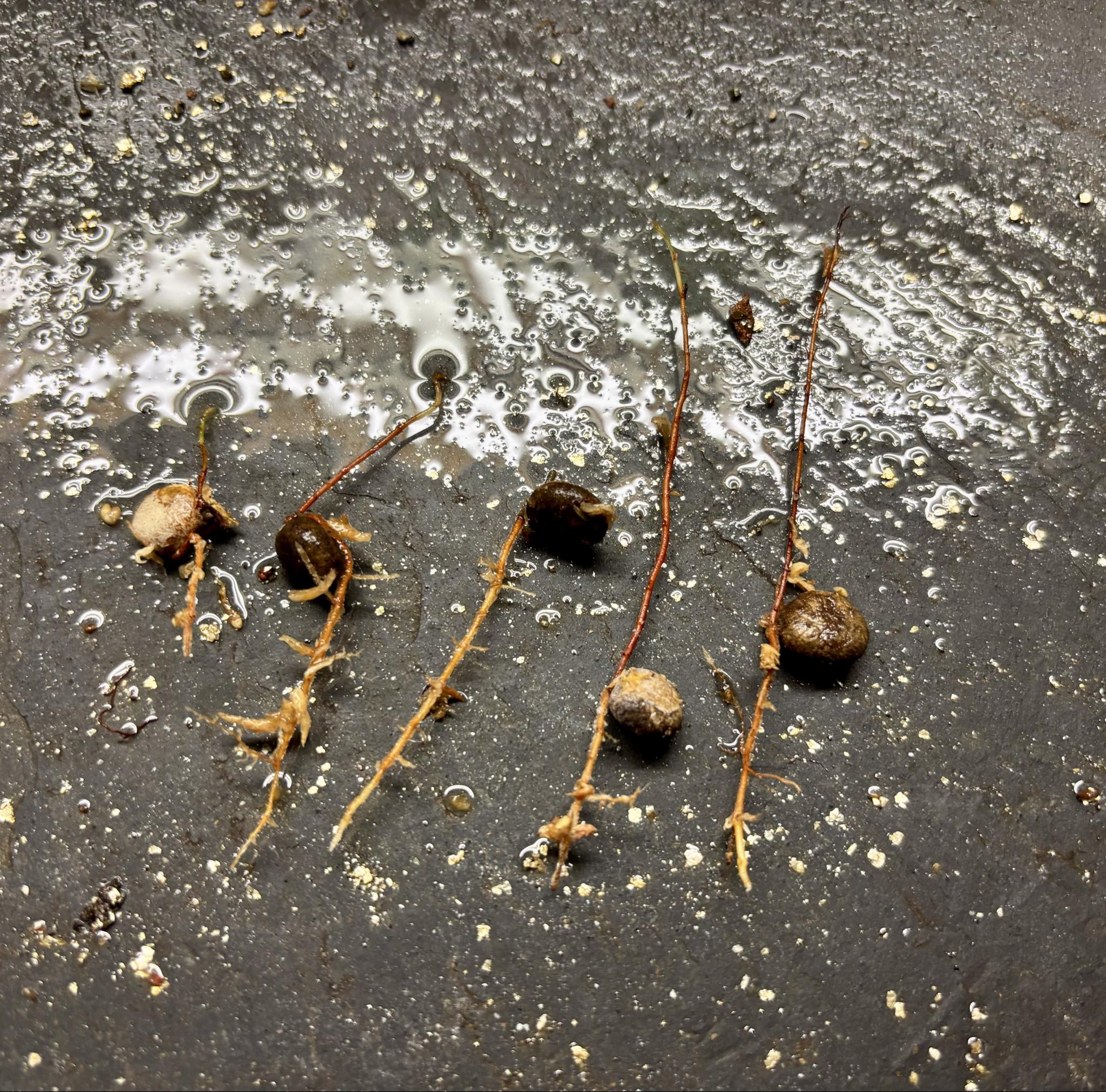 Eugenia sp Itacare vermelha -  1 germinated seed / 1 gekeimter Samen