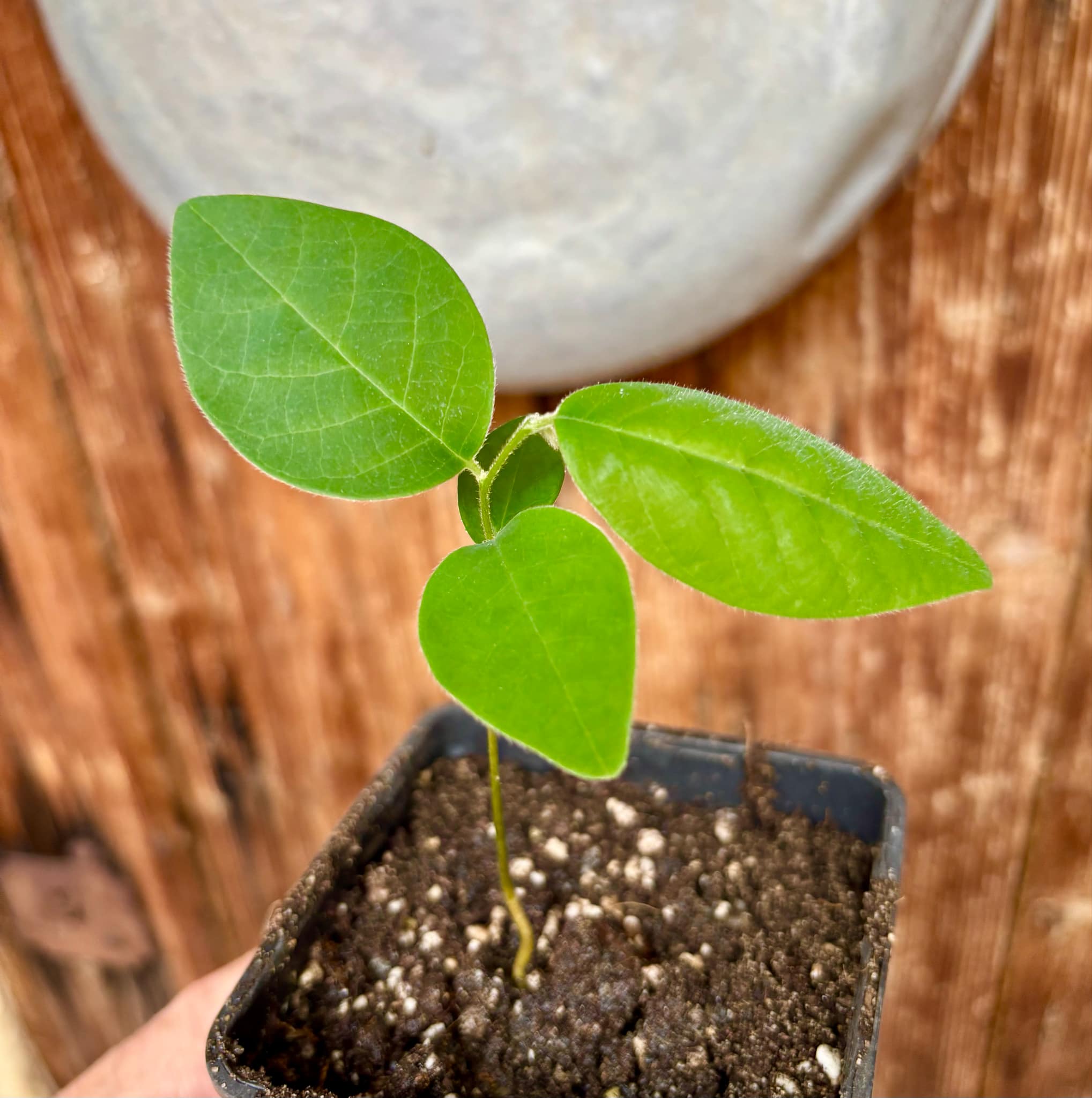 Annona sylvatica - 1 small potted plant / 1 kleine, getopfte Pflanze