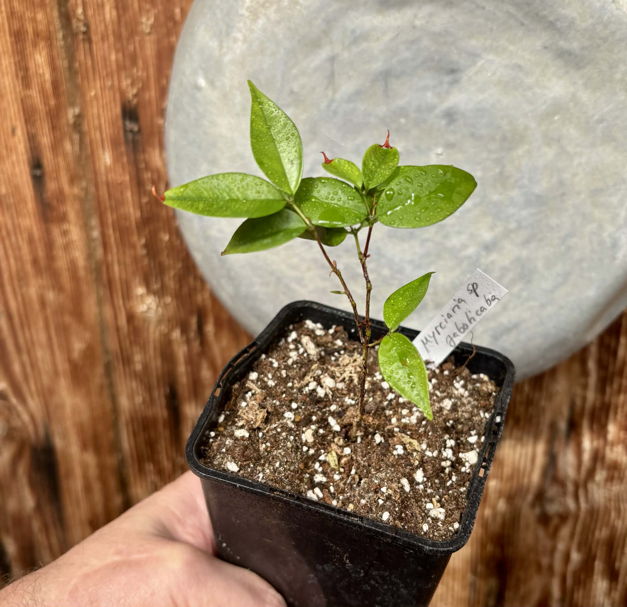Myrciaria sp Jaboticaba - 1 potted plant / 1 getopfte Pflanze