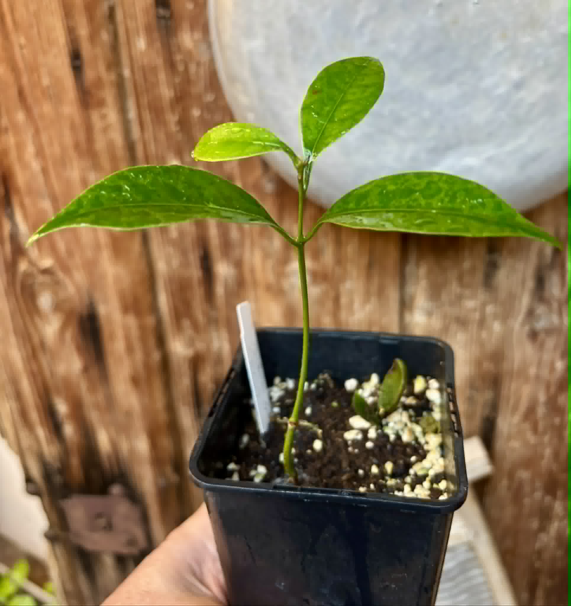 Pouteria aff egregia  -  1 potted seedling / 1 getopfter Sämling