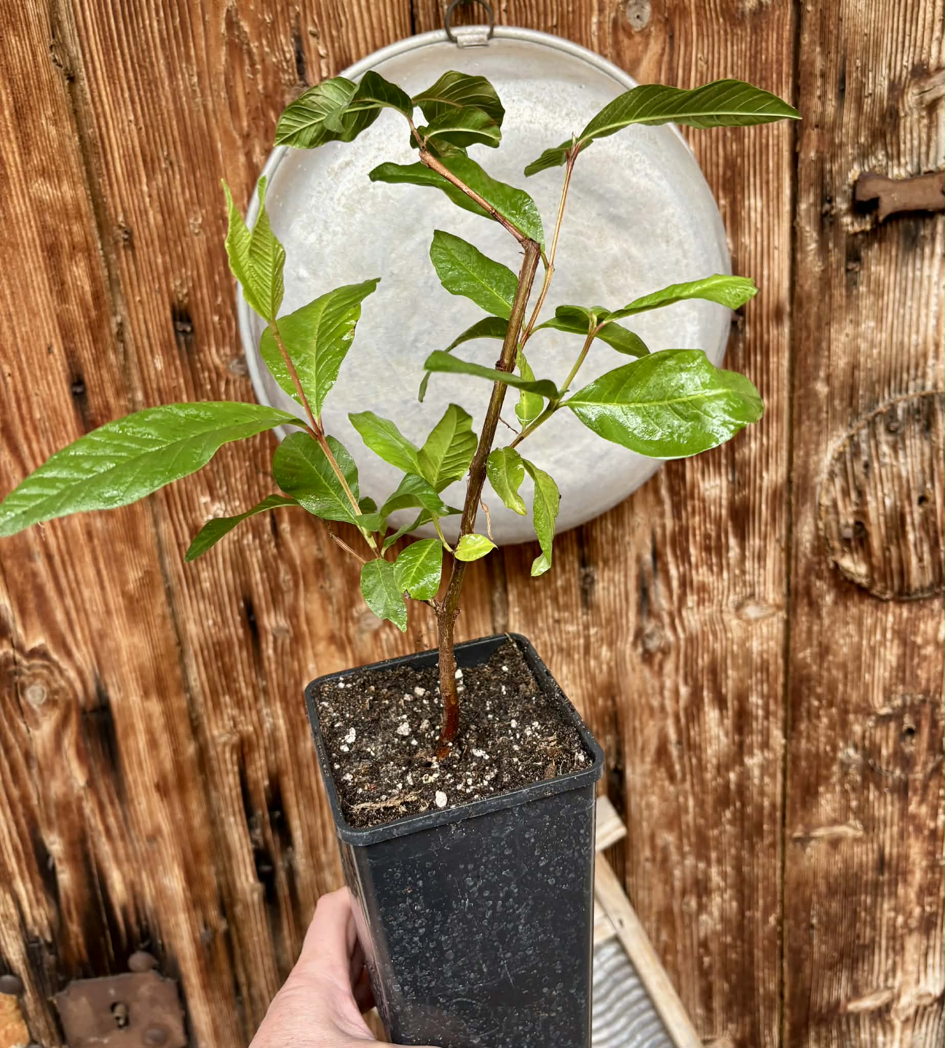 Psidium guajava - Peach - 1 potted plant / 1 getopfte Pflanze