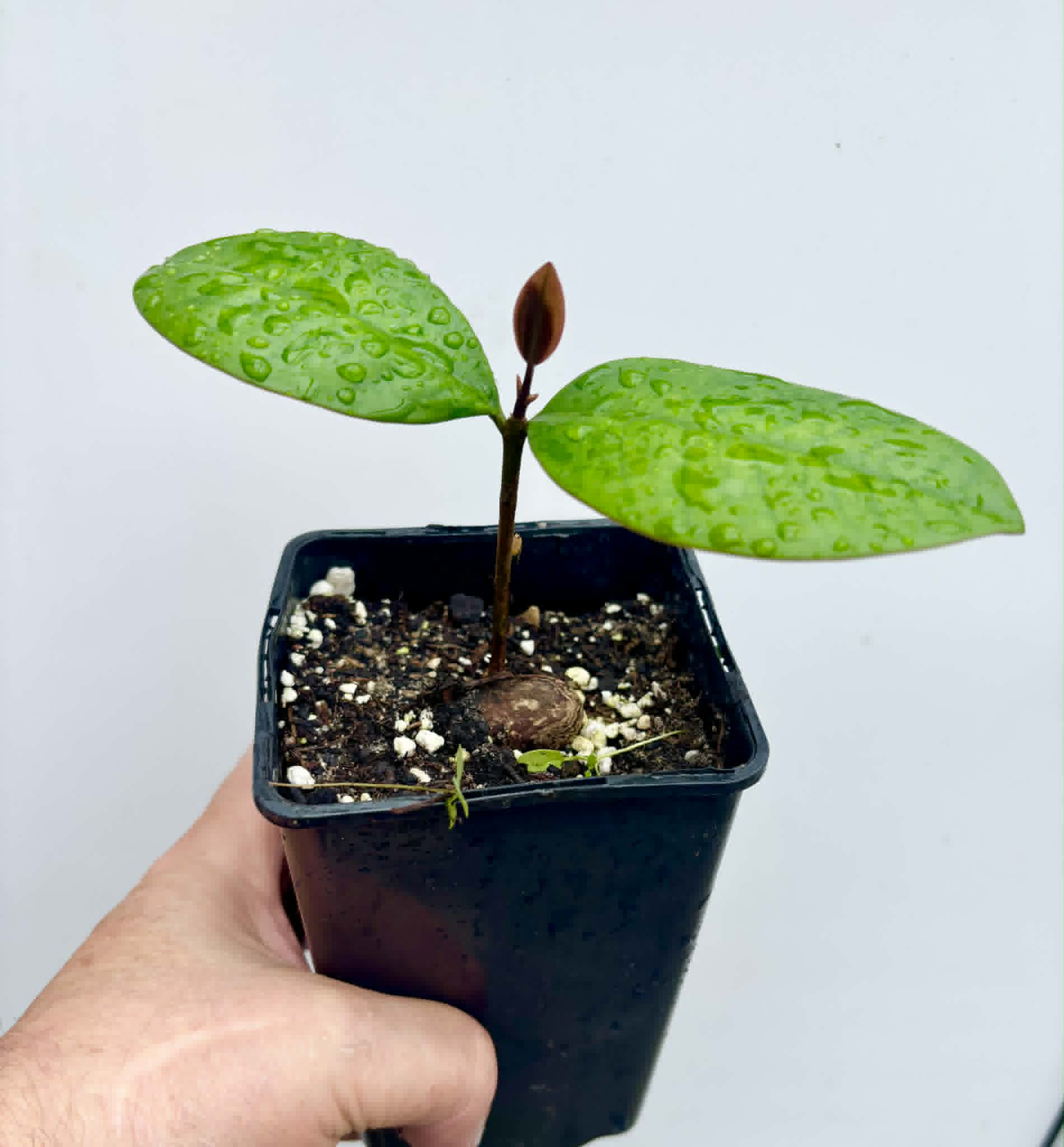 Eugenia sp Essencia negra - 1 potted seedling / 1 getopfter Sämling