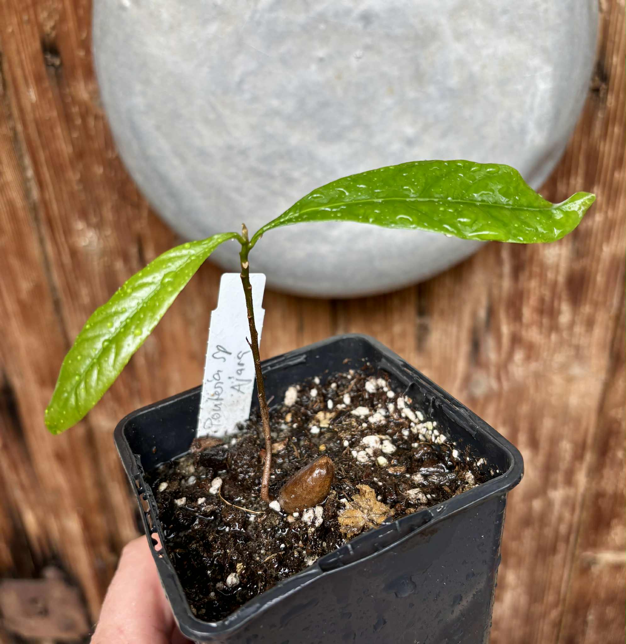 Pouteria sp Ajara - 1 potted plant / 1 getopfte Pflanze