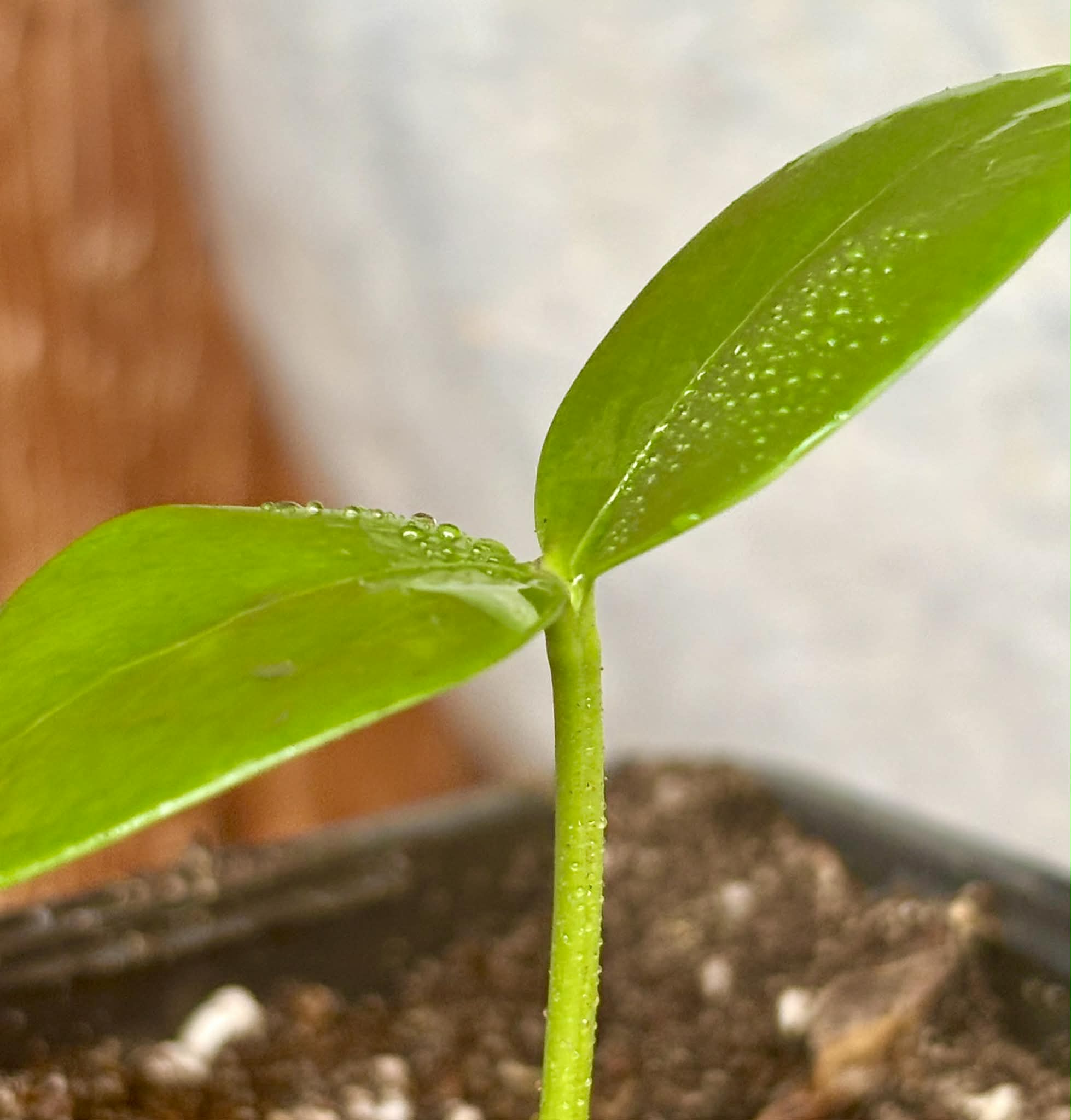 Star-Anise (Illicium verum) - 1 potted seedling / 1 getopfter Sämling