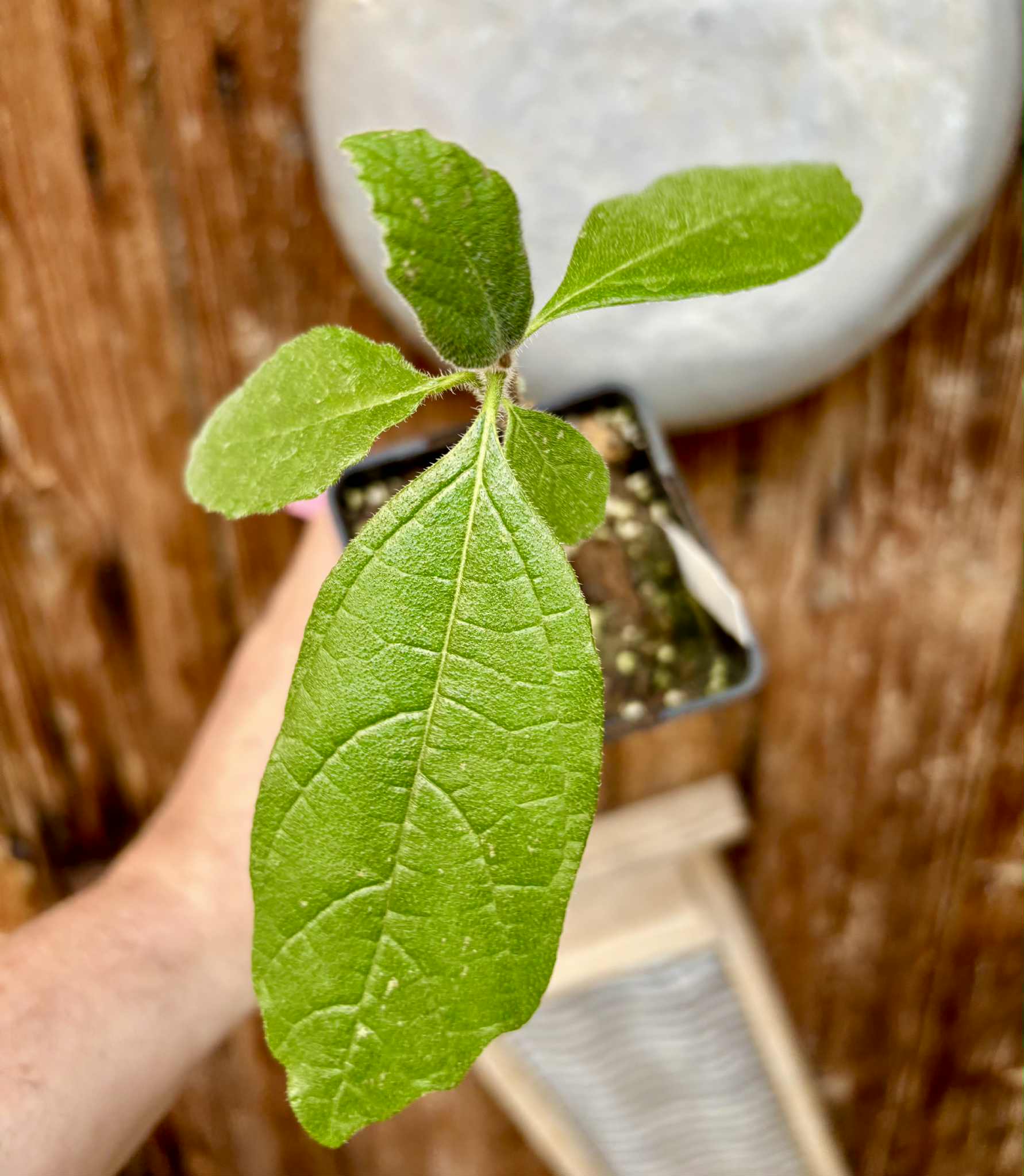 Zirikote (Cordia dodecandra) - 1 potted seedling / 1 getopfter Sämling