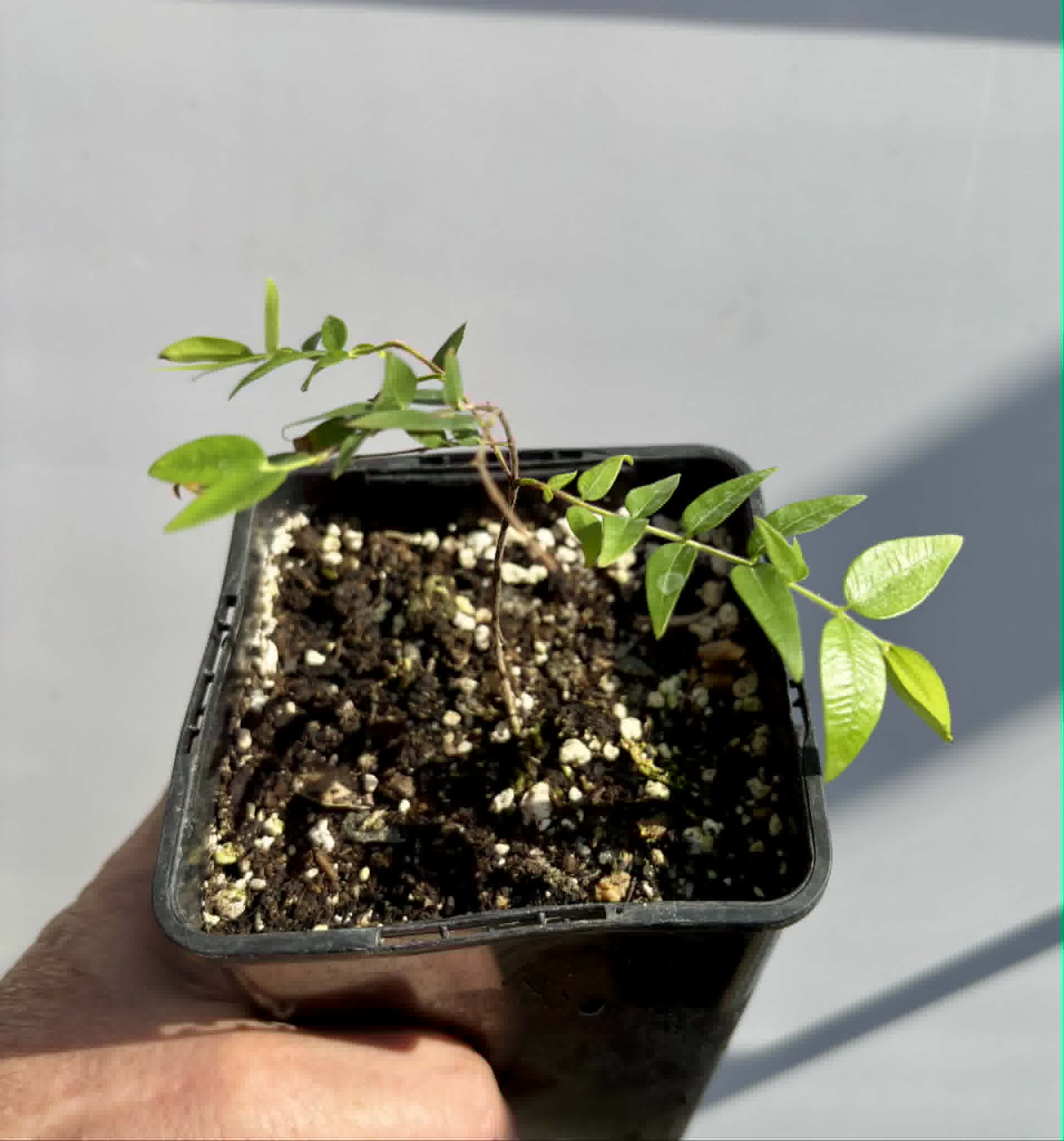 Myrciaria cuspidata BLACK - 1 potted seedling / 1 getopfter Sämling
