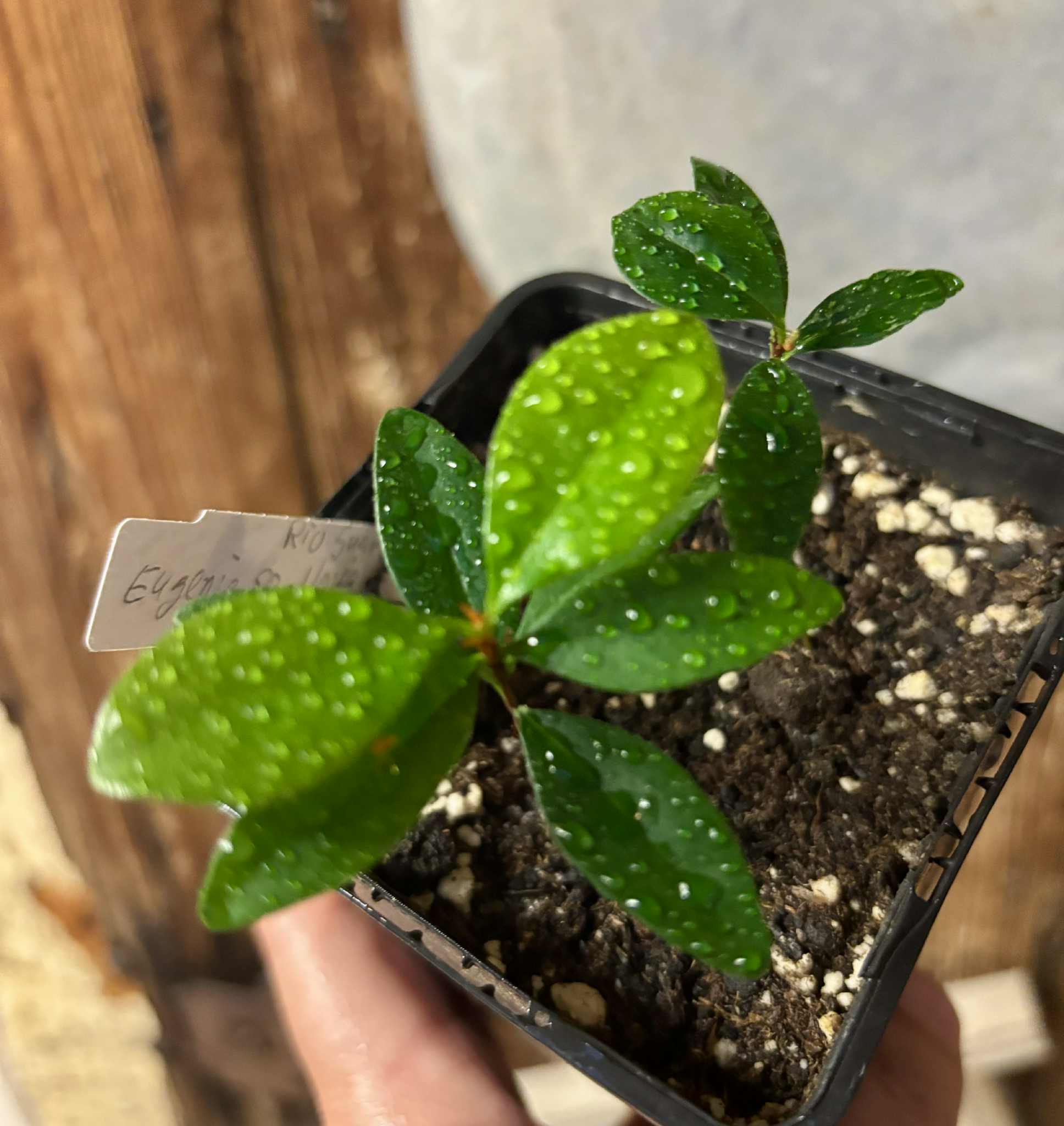 2 in 1 pot - Eugenia sp Nova Rio Guari - 1 potted seedling / 1 getopfter Sämling