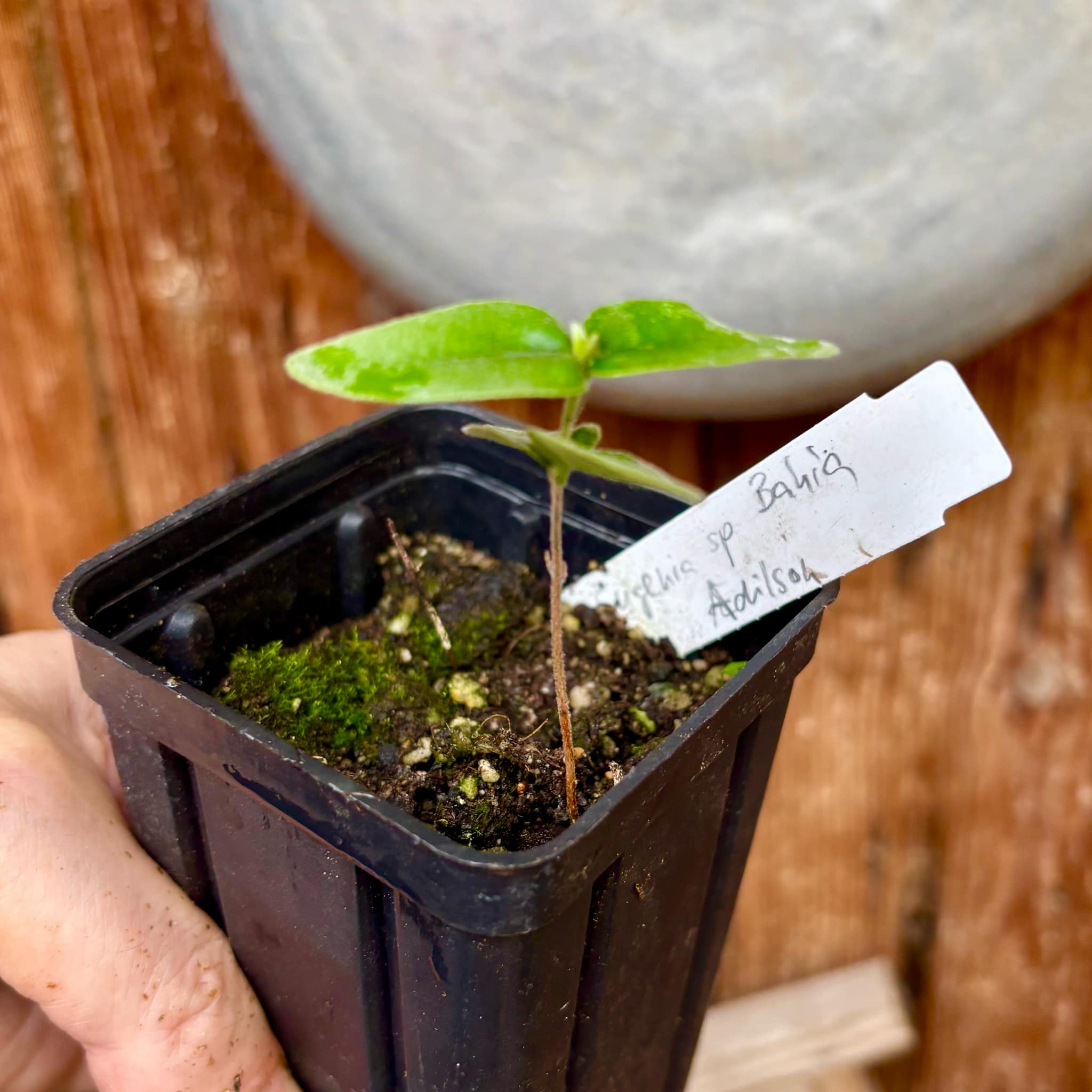 Eugenia sp Bahia Adilson - 1 small potted seedling / 1 kleiner, getopfter Sämling