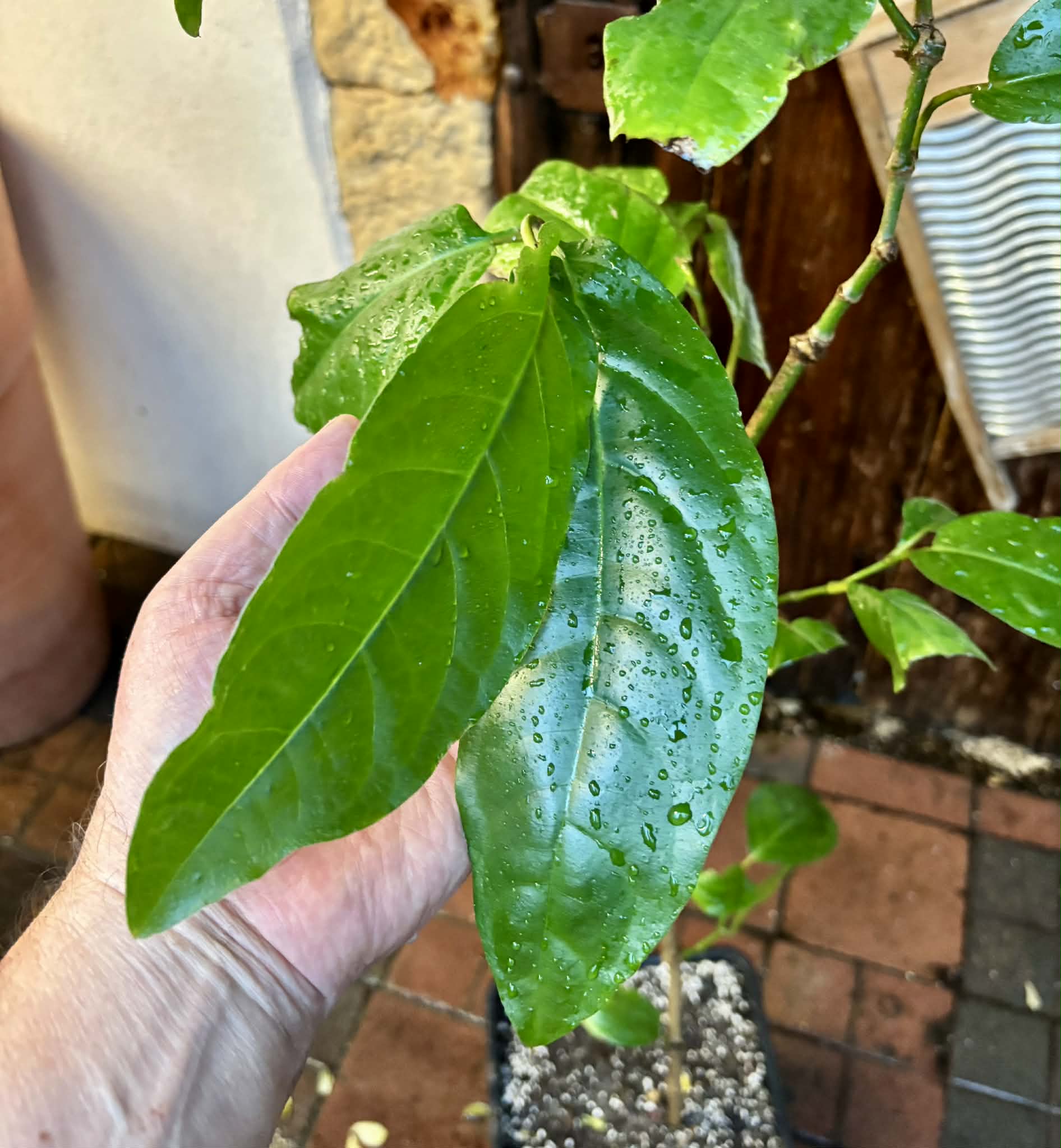 Long Pepper  (Piper longum) - 1 potted plant / 1 getopfte Pflanze