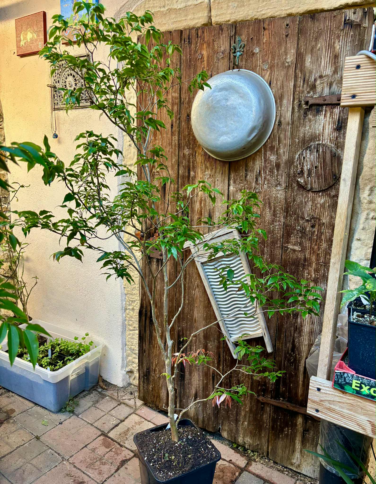 10 years old - Jaboticaba Acu Paulista (Plinia cauliflora var Acu Paulista) - 1 potted plant / 1 getopfte Pflanze