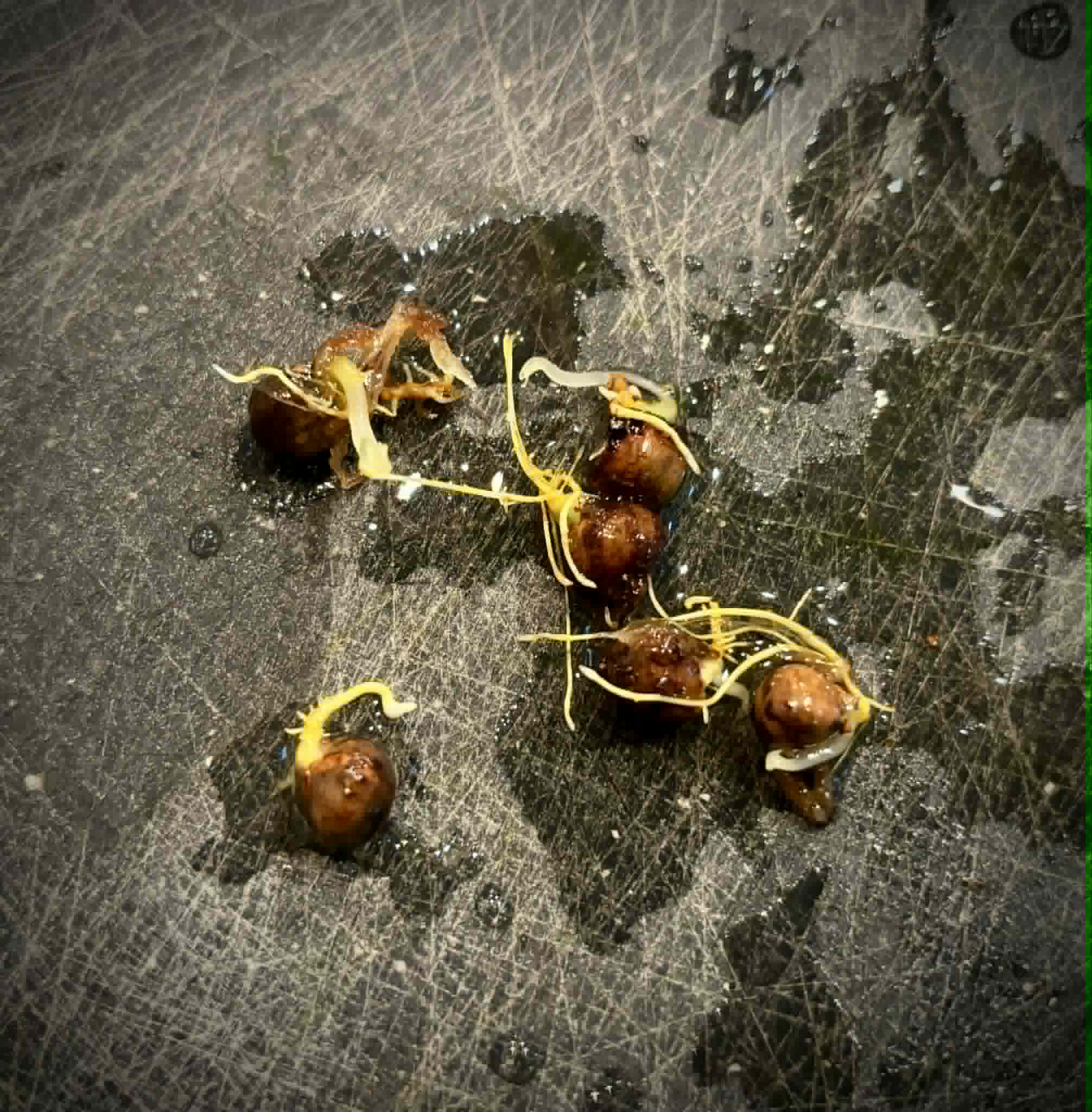 Artocarpus dadah - 1 germinated seed / 1 gekeimter Samen