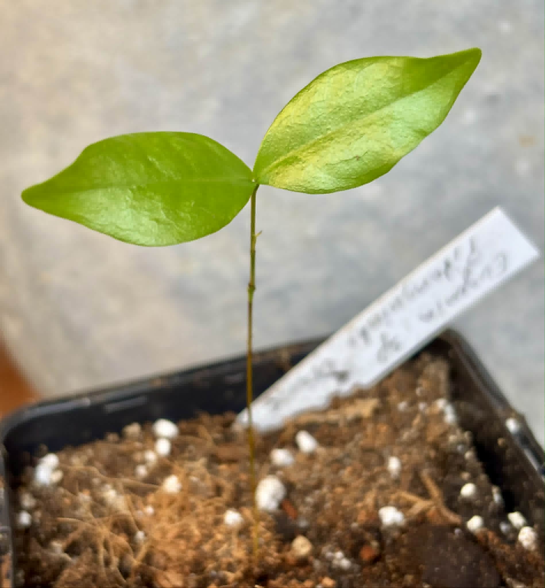 Eugenia sp Pitanguinha Orange - 1 potted seedling / 1 getopfter Sämling