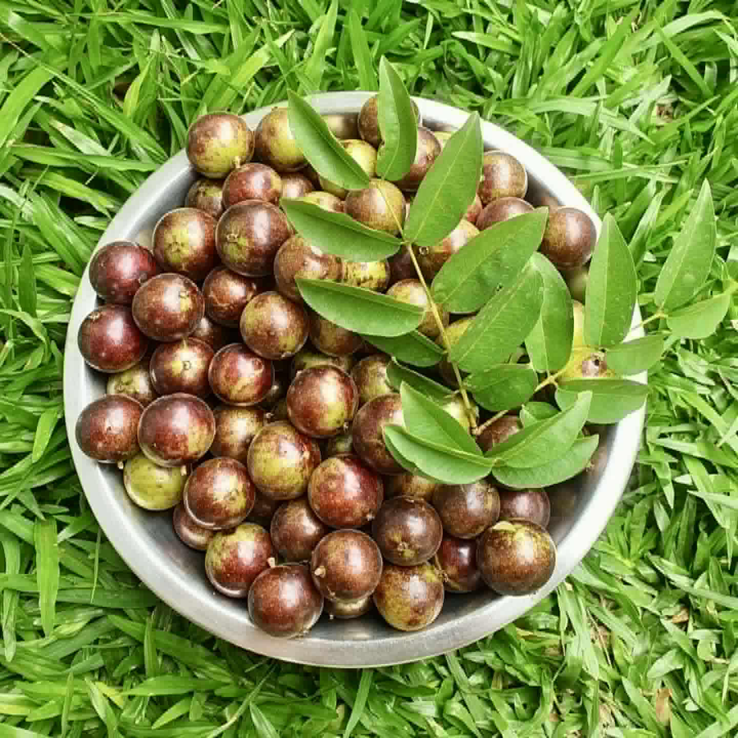 Jabuticaba Peluda-de-Alagoas (Plinia sp Grimal) -  1 fresh seed / 1 frischer Samen