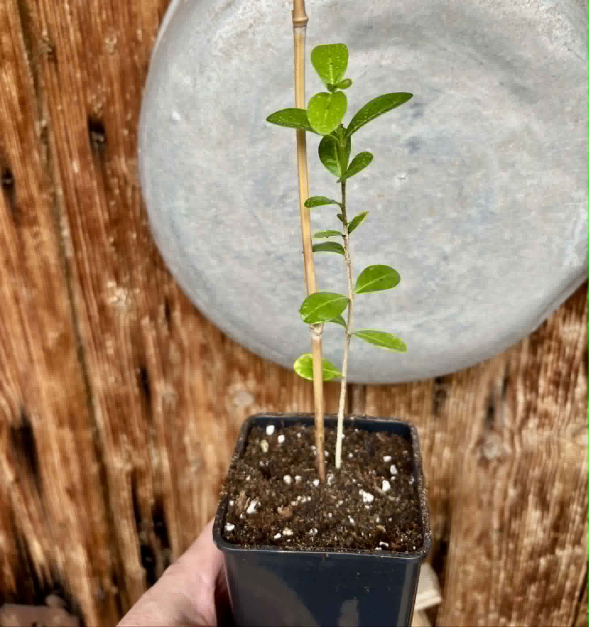 Acerola (Malpighia glabra) - 1 potted seedling / 1 getopfter Sämling