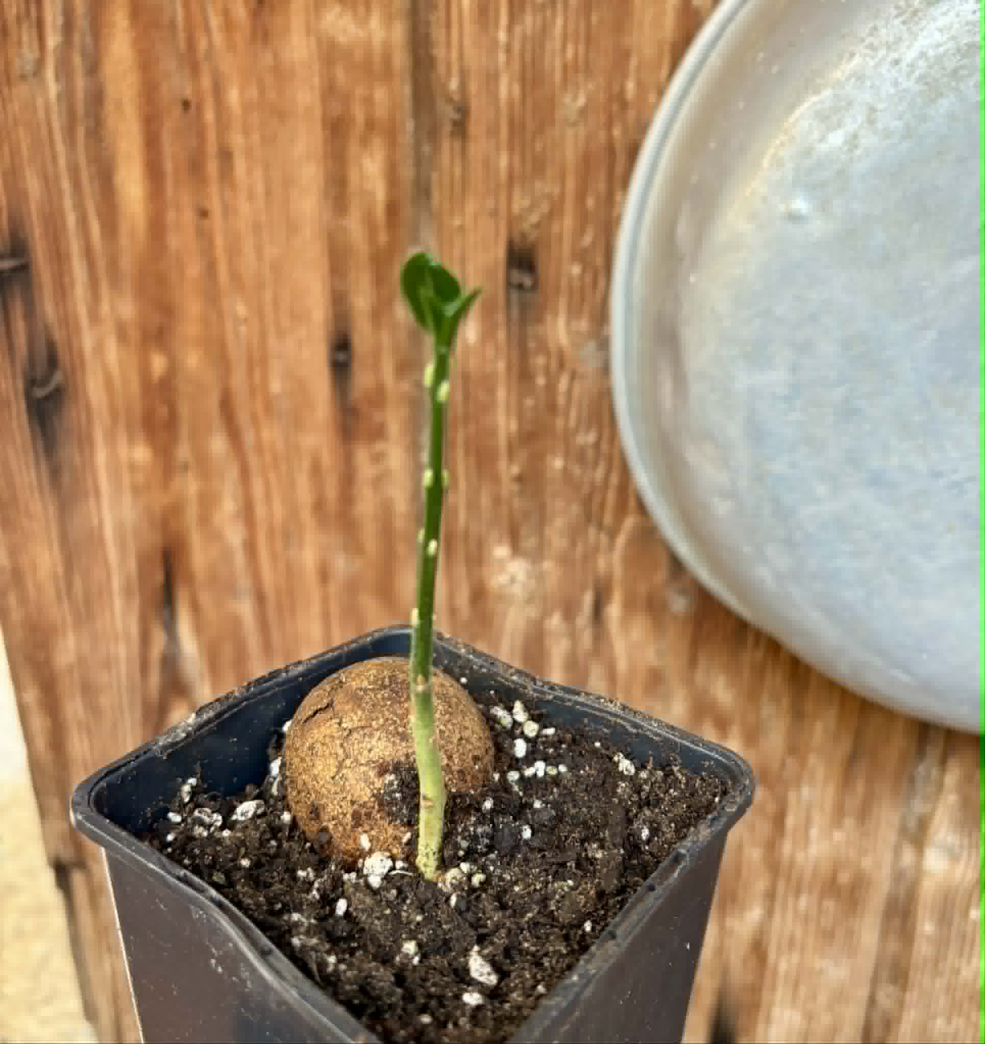 Eugenia sp Laranja Camamu - 1 potted seedling / 1 getopfter Sämling