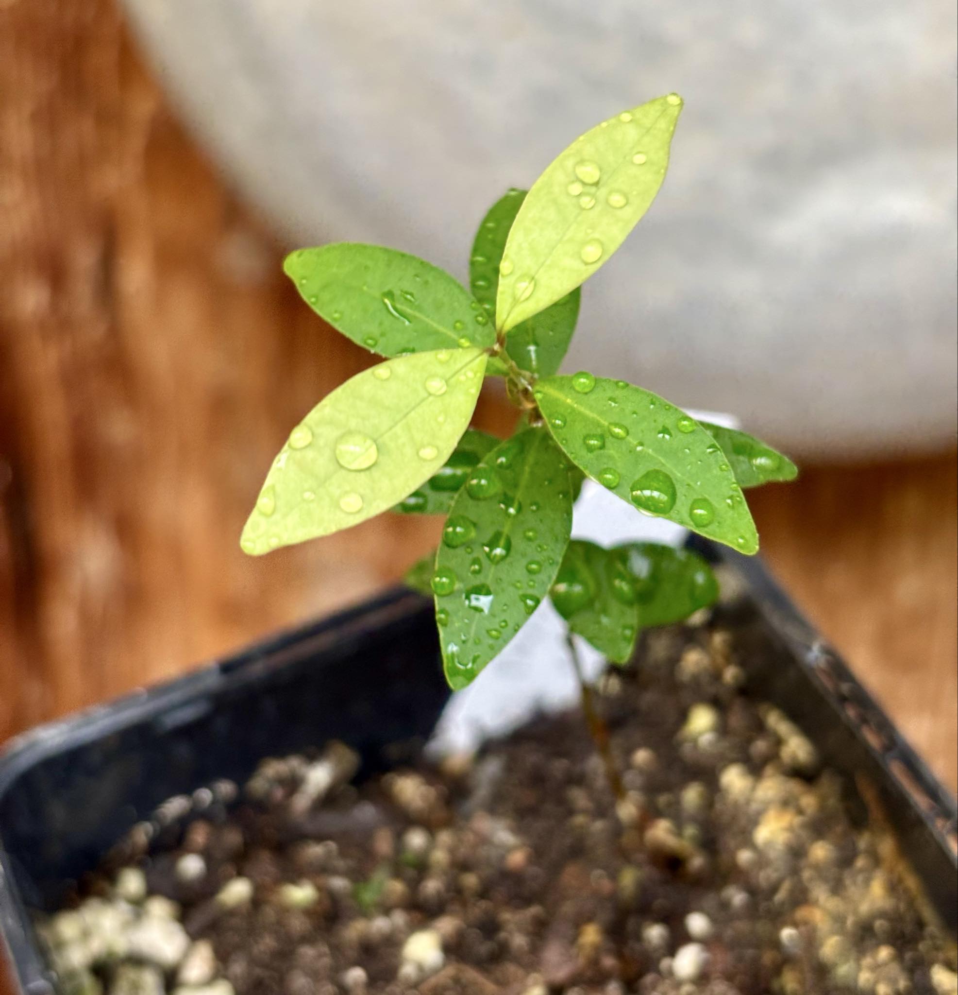 Eugenia sp Uvitas -  1 small potted seedling / 1 kleiner, getopfter Sämling