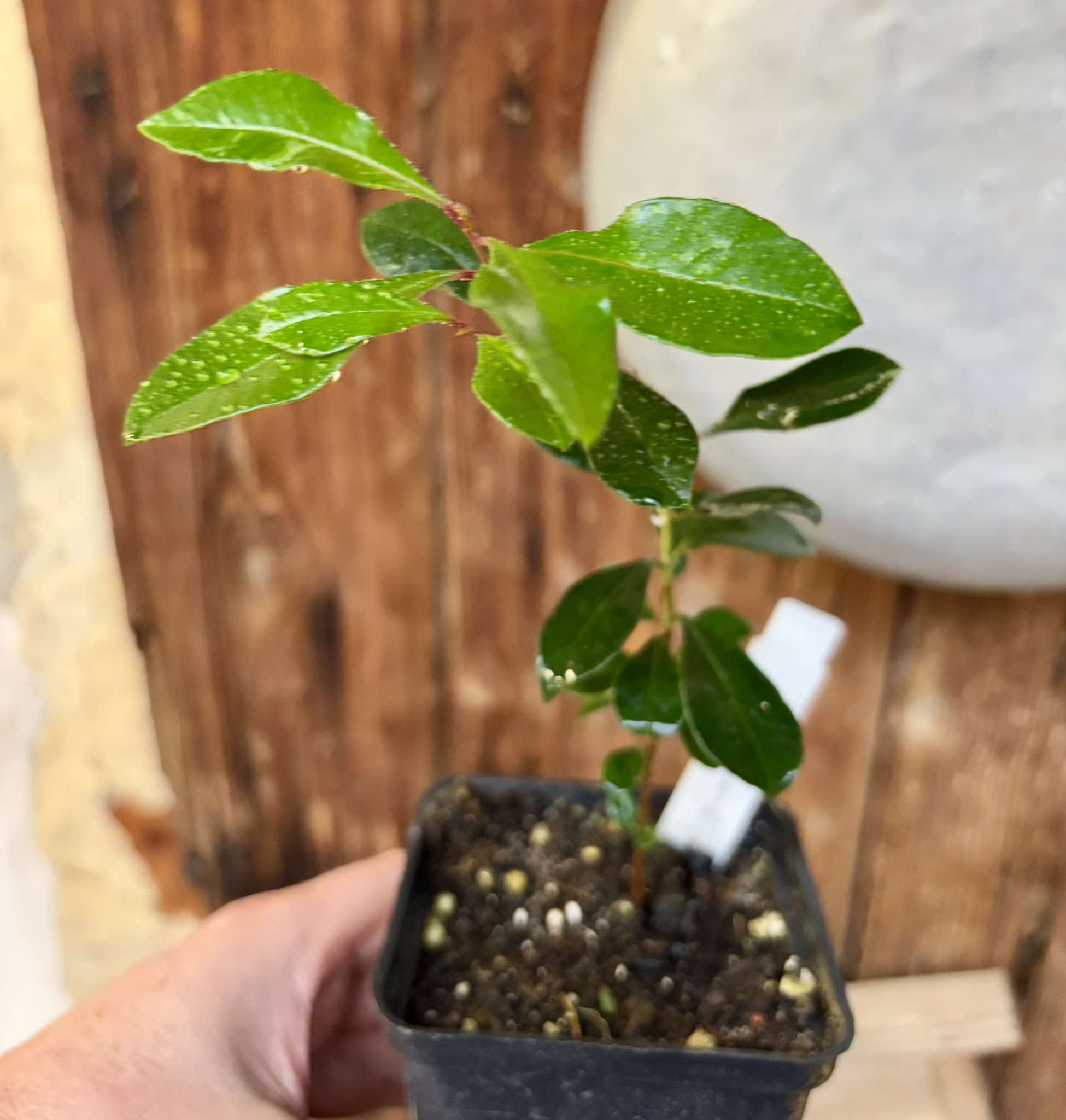 Syzygium oleosum - Blue Lilly Pilly - 1 small potted seedling / 1 kleiner, getopfter Sämling