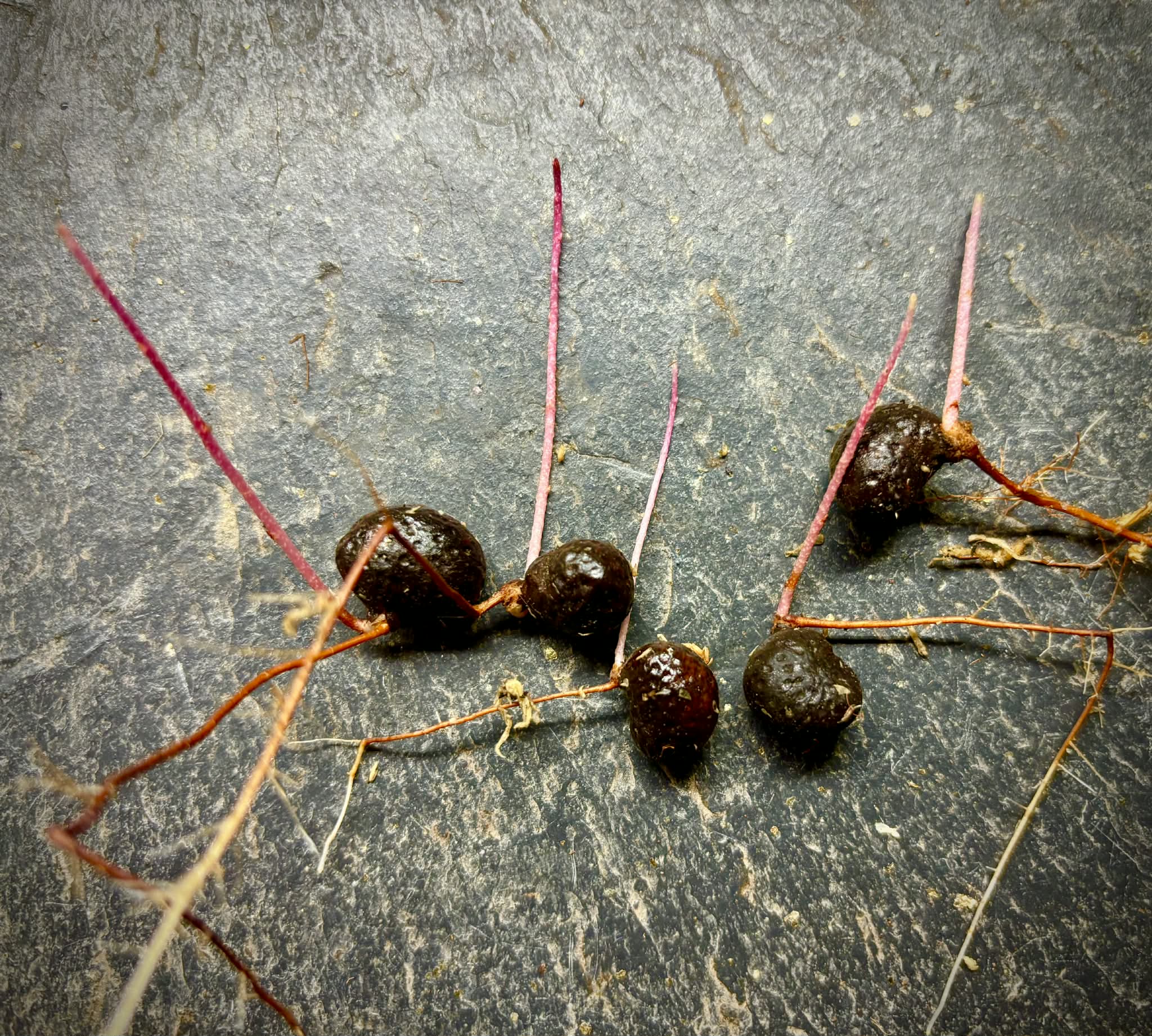 Eugenia sp Independencia - 1 germinated seed / 1 gekeimter Samen