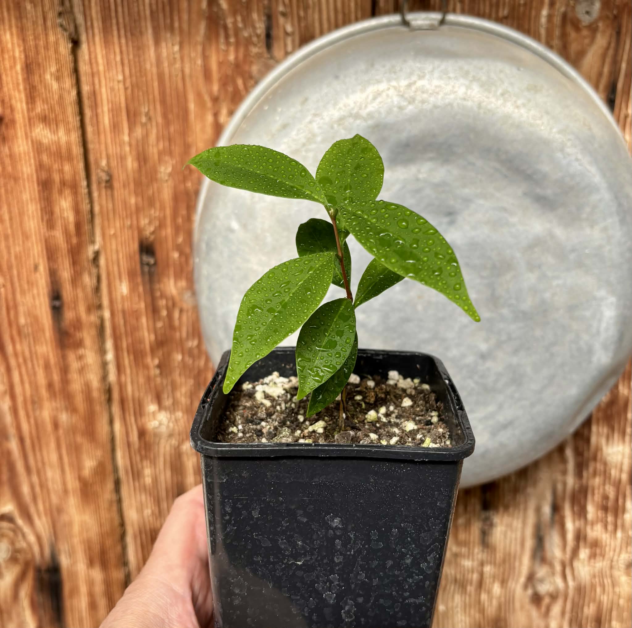 Eugenia sp Pitanga-Acerola - 1 potted plant / 1 getopfte Pflanze