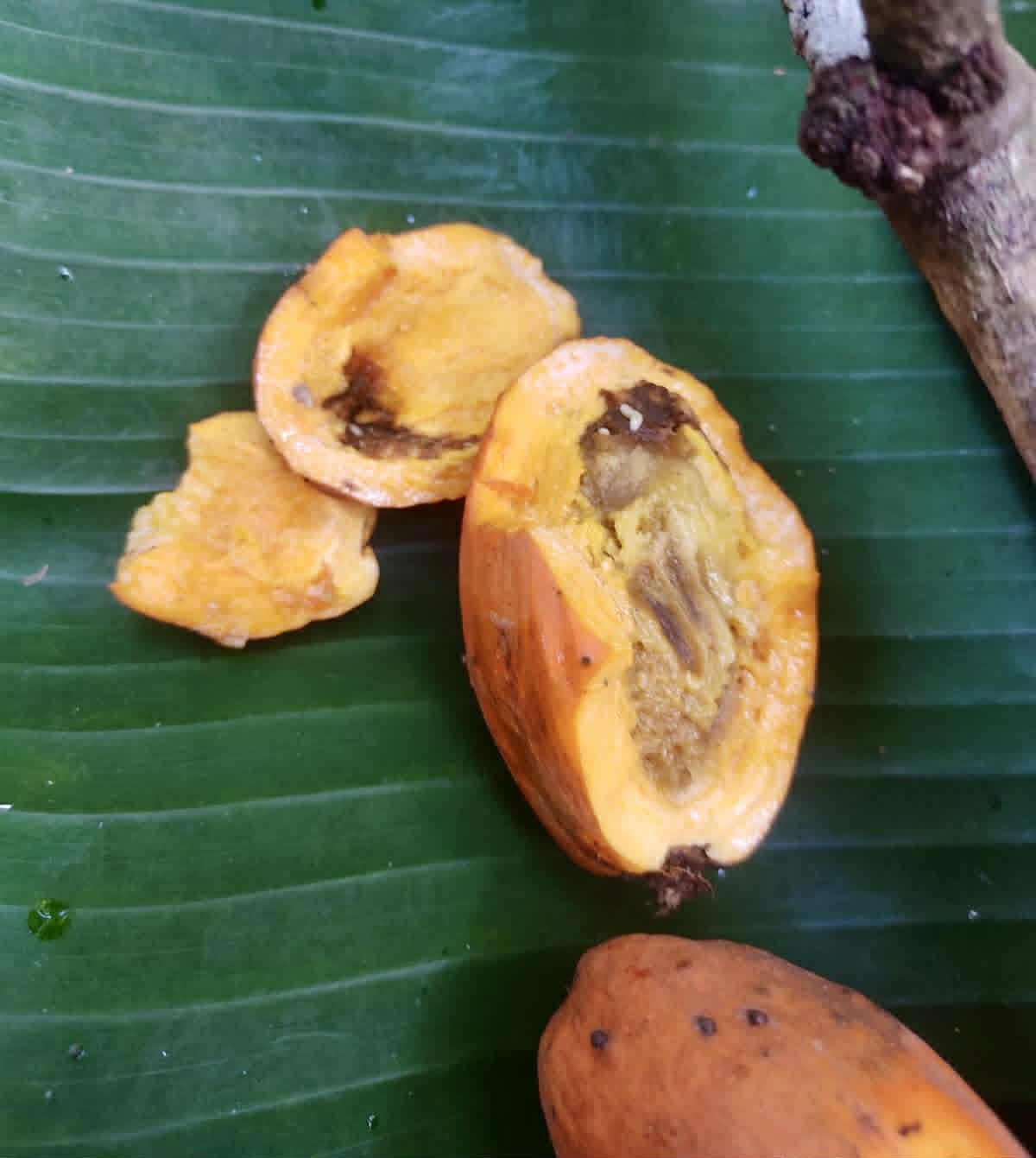 Pre Order - Pouteria butyrocarpa var. Sul da Bahia - 1 fresh seed / 1 frischer Samen