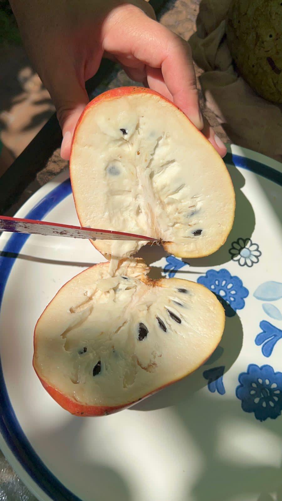 Annona reticulata var Red- 1 fresh seed / 1 frischer Samen