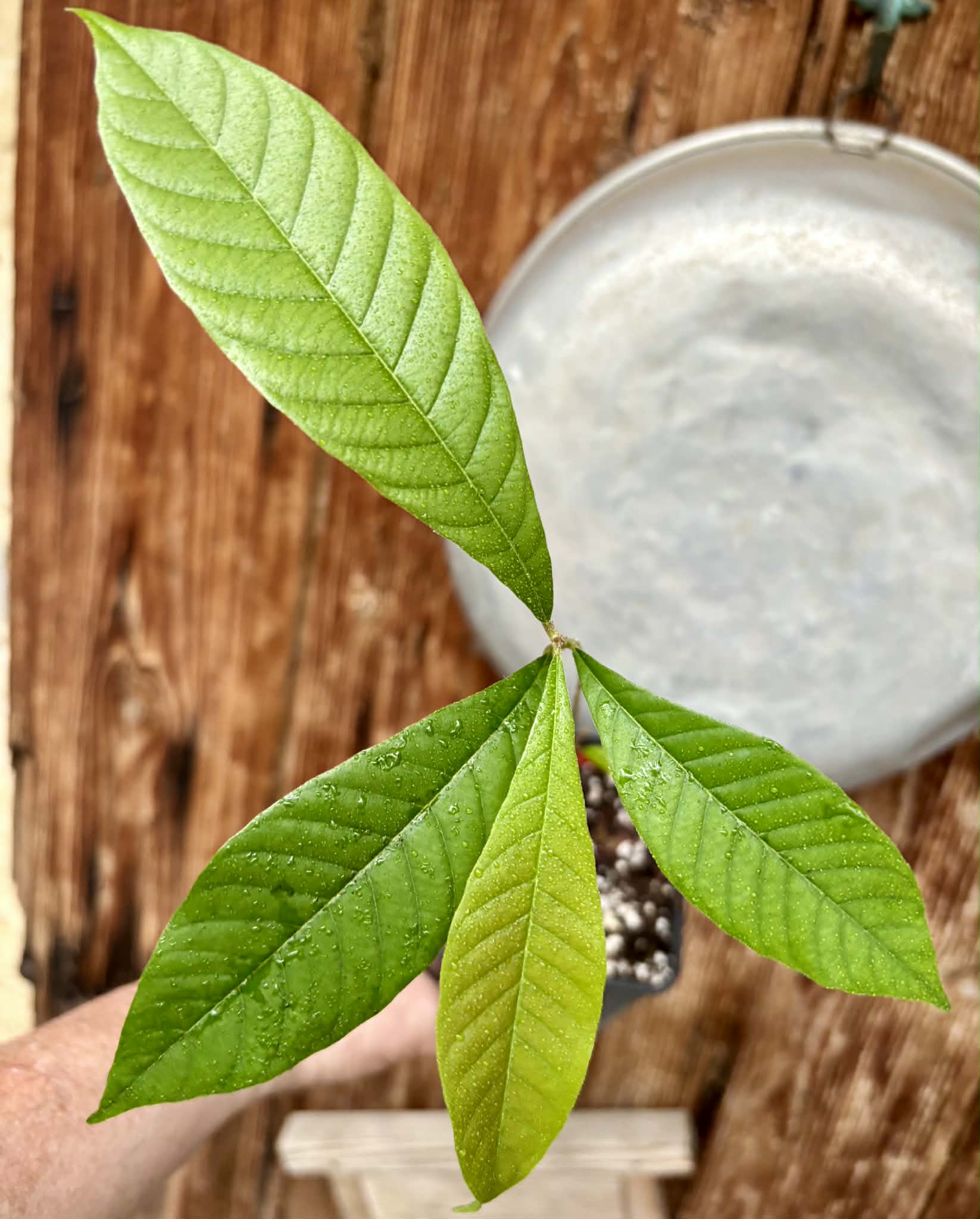 Pradosia sp Rondonia - 1 potted seedling / 1 getopfter Sämling