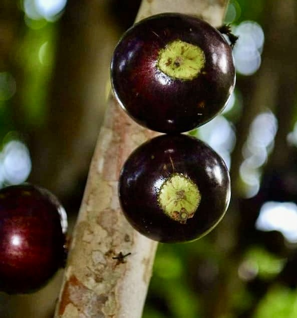 10 years old - Jaboticaba Val Paraiso (Plinia coronata var. Val Paraiso) - 1 potted plant / 1 getopfte Pflanze 