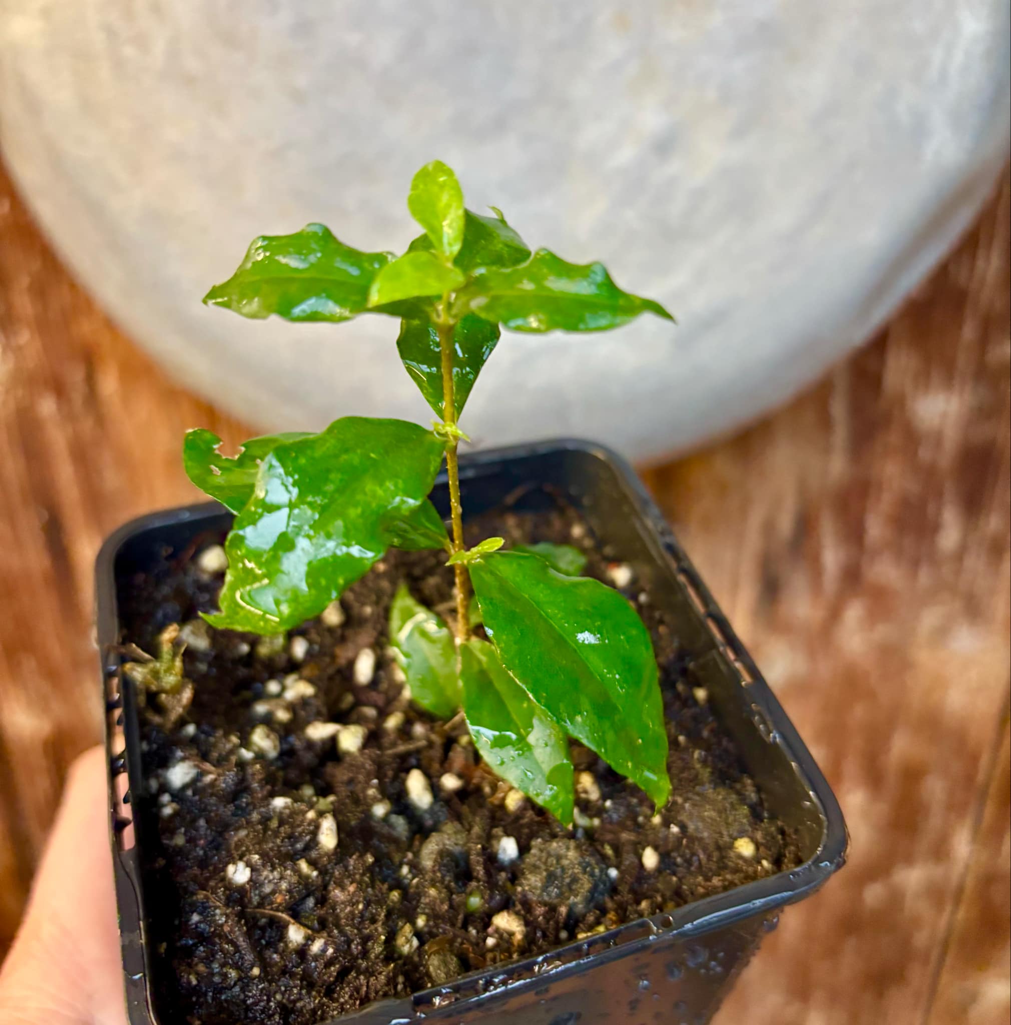 Acerola (Malpighia glabra) Nr. 2 - 1 potted rooted cutting / 1 getopfter, bewurzelter Steckling Acerola (Malpighia glabra) Nr. 2 - 1 potted rooted cutting / 1 getopfter, bewurzelter Steckling
